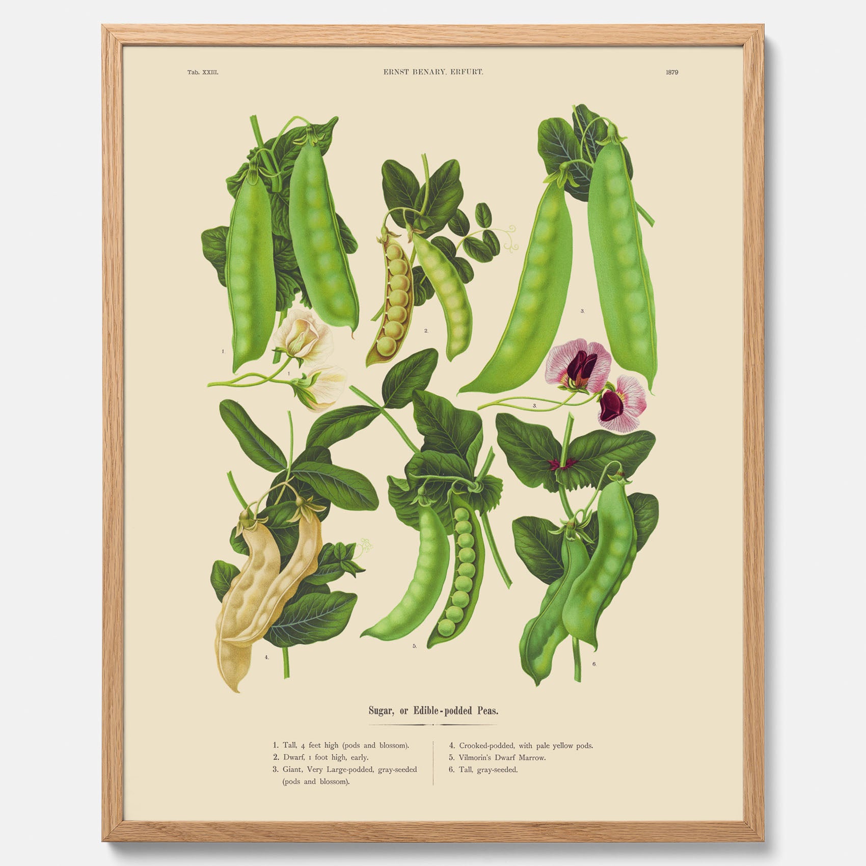Kökstavla med sockerärtor – Plansch med grönsaker, sockerärtposter av Ernst Benary, botanisk tavla, tavla med sockerärtor, skolposter, köksposter, poster till kök