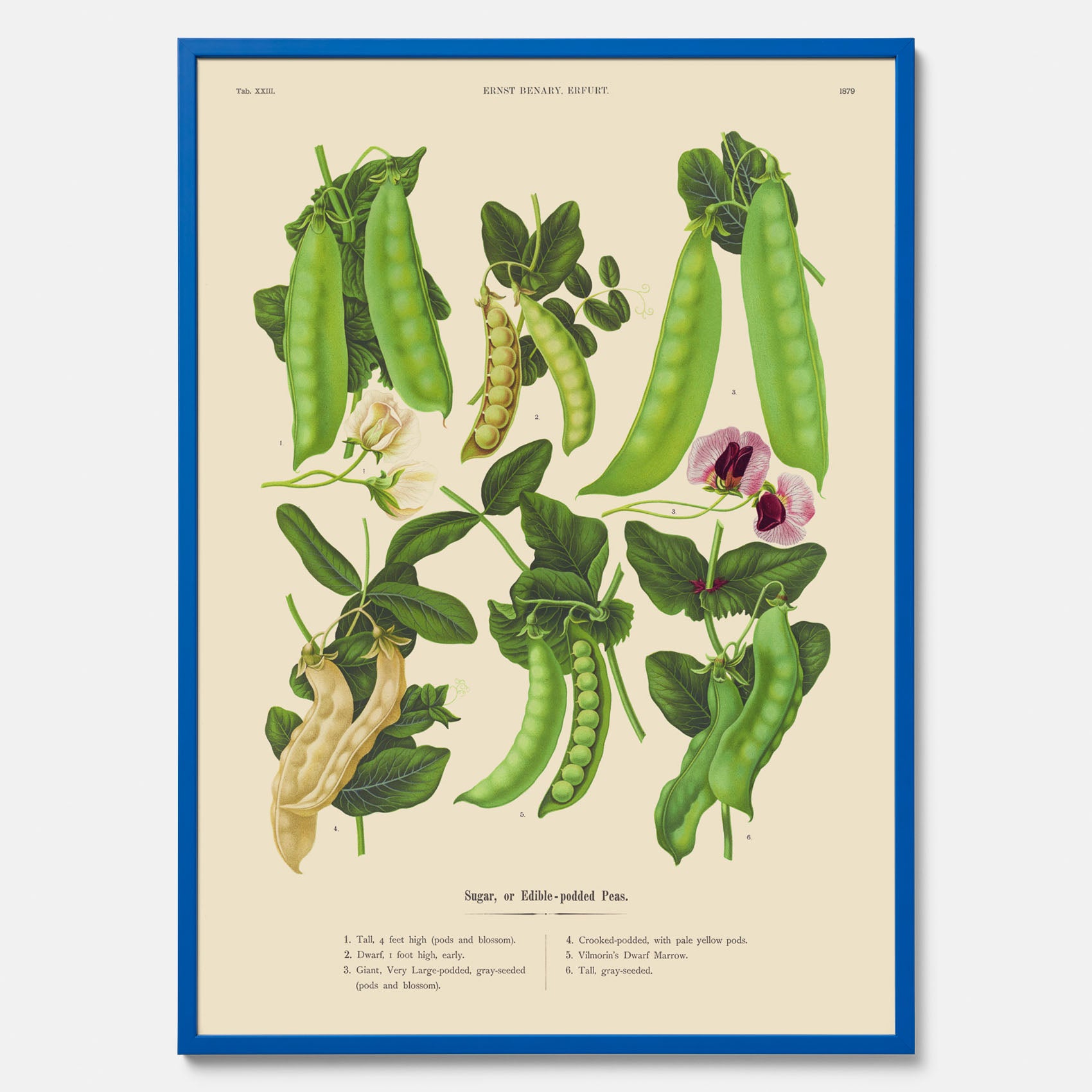 Kökstavla med sockerärtor – Plansch med grönsaker, sockerärtposter av Ernst Benary, botanisk tavla, tavla med sockerärtor, skolposter, köksposter, poster till kök