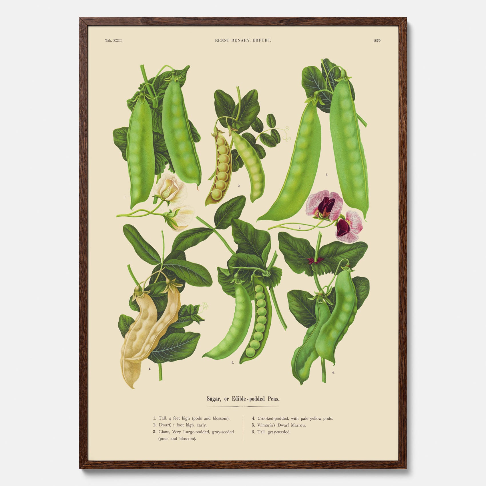 Kökstavla med sockerärtor – Plansch med grönsaker, sockerärtposter av Ernst Benary, botanisk tavla, tavla med sockerärtor, skolposter, köksposter, poster till kök