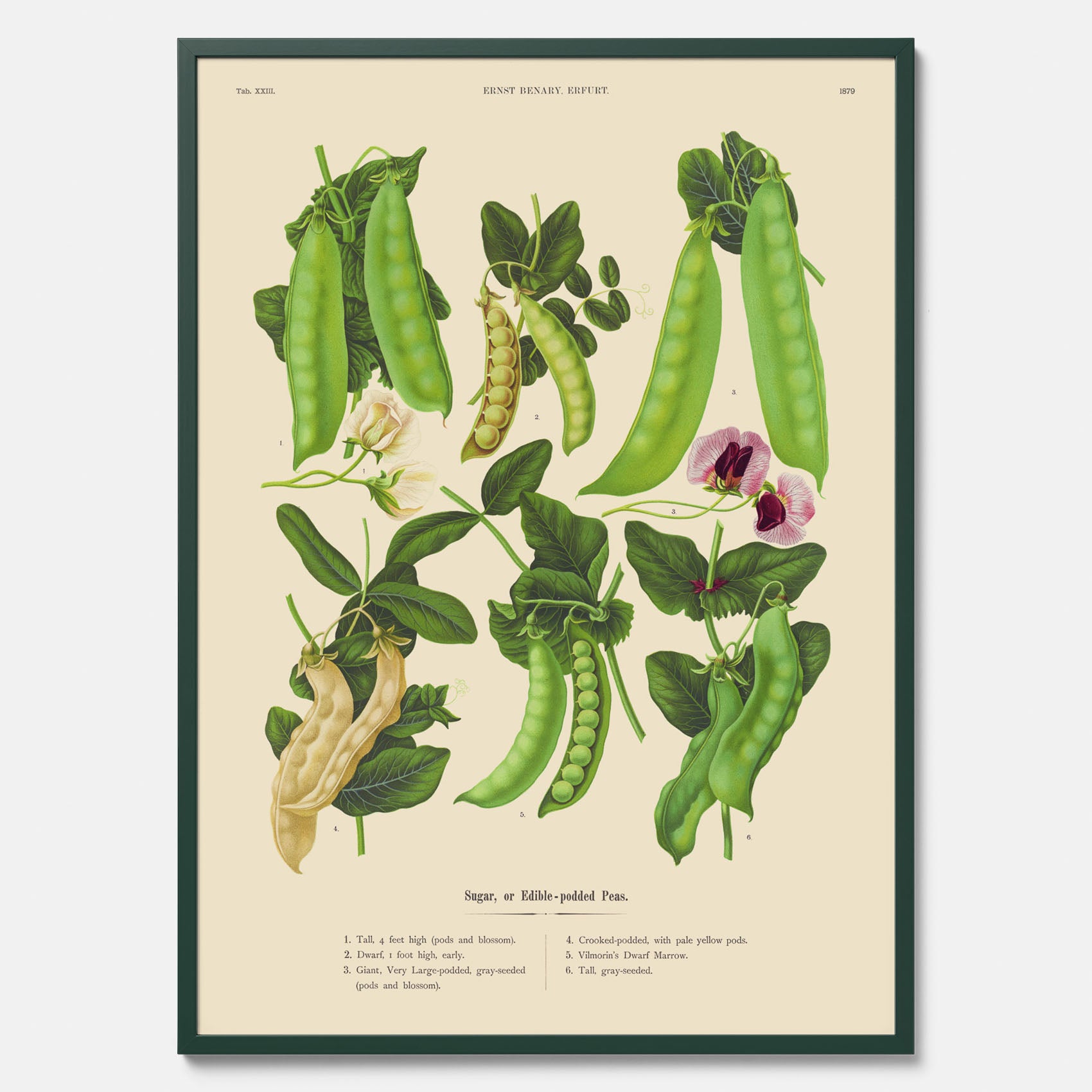 Kökstavla med sockerärtor – Plansch med grönsaker, sockerärtposter av Ernst Benary, botanisk tavla, tavla med sockerärtor, skolposter, köksposter, poster till kök