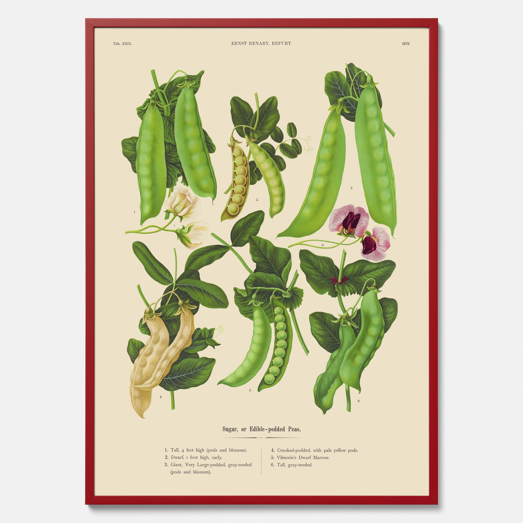 Kökstavla med sockerärtor – Plansch med grönsaker, sockerärtposter av Ernst Benary, botanisk tavla, tavla med sockerärtor, skolposter, köksposter, poster till kök