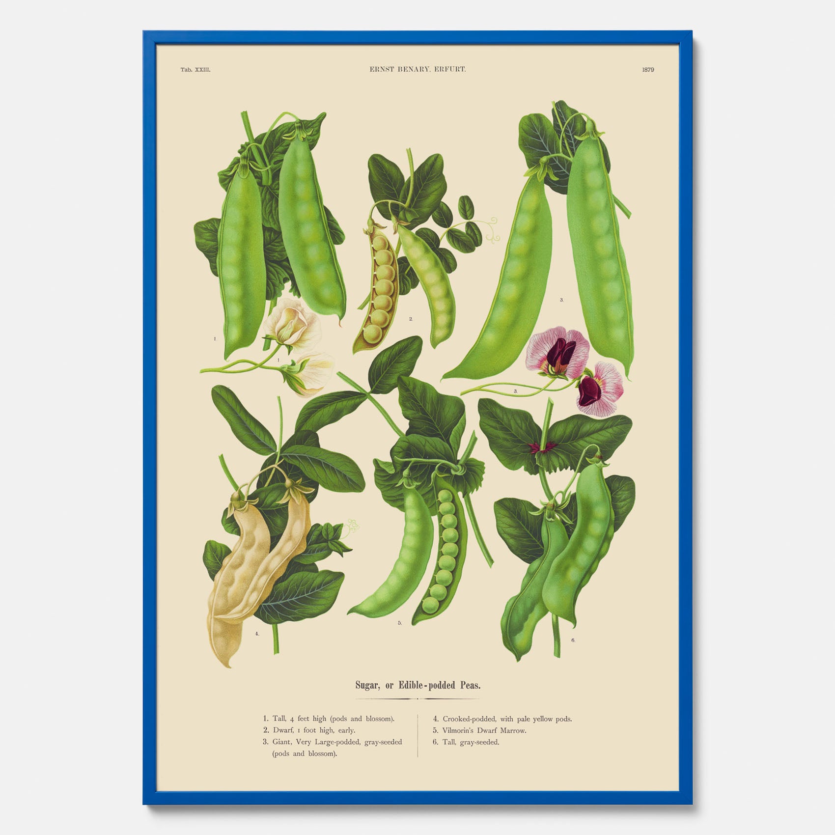 Kökstavla med sockerärtor – Plansch med grönsaker, sockerärtposter av Ernst Benary, botanisk tavla, tavla med sockerärtor, skolposter, köksposter, poster till kök