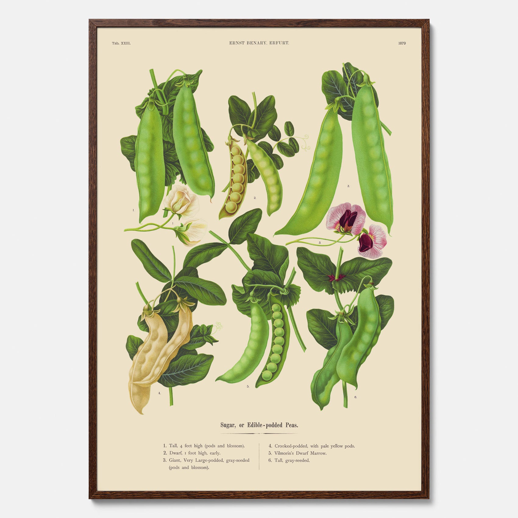 Kökstavla med sockerärtor – Plansch med grönsaker, sockerärtposter av Ernst Benary, botanisk tavla, tavla med sockerärtor, skolposter, köksposter, poster till kök
