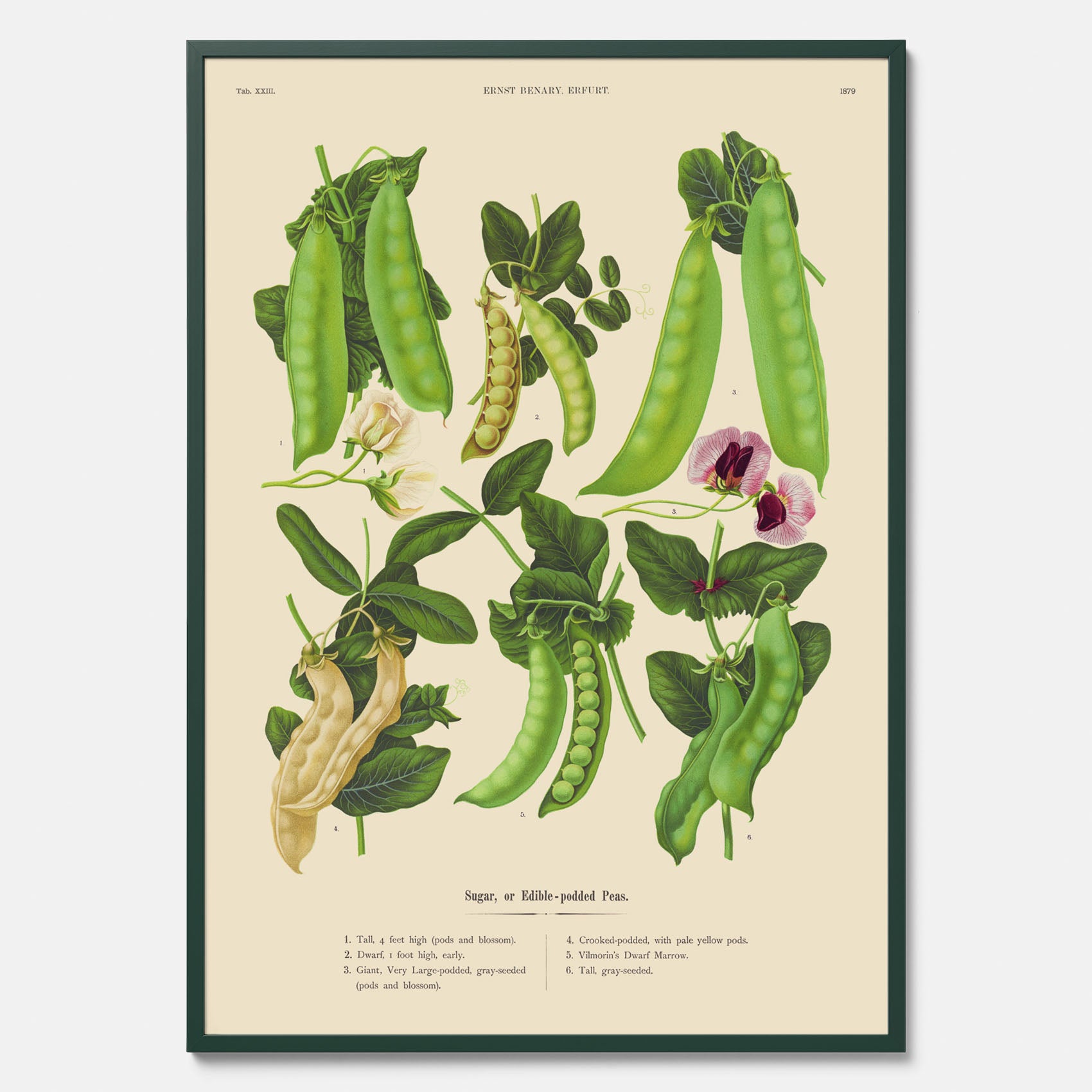 Kökstavla med sockerärtor – Plansch med grönsaker, sockerärtposter av Ernst Benary, botanisk tavla, tavla med sockerärtor, skolposter, köksposter, poster till kök