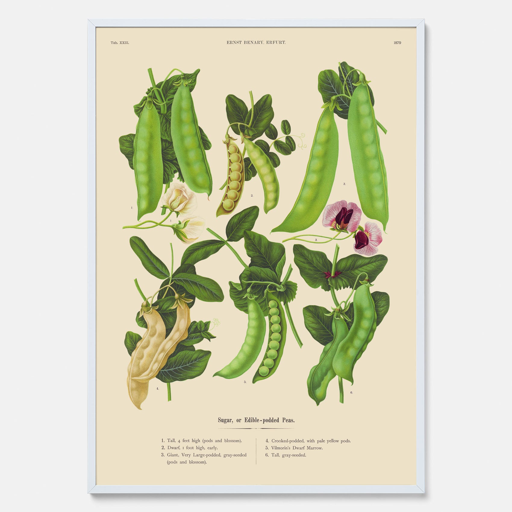 Kökstavla med sockerärtor – Plansch med grönsaker, sockerärtposter av Ernst Benary, botanisk tavla, tavla med sockerärtor, skolposter, köksposter, poster till kök