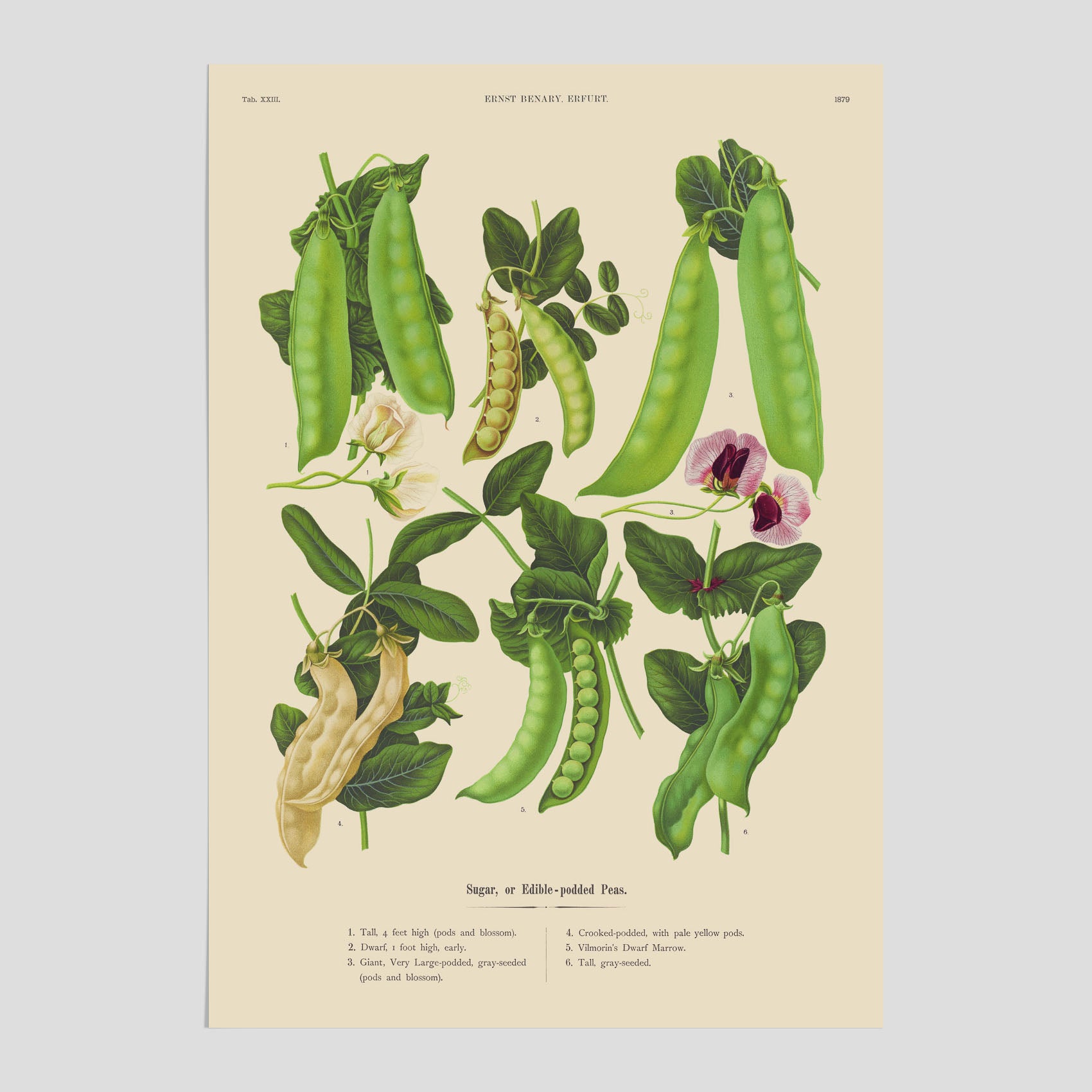Kökstavla med sockerärtor – Plansch med grönsaker, sockerärtposter av Ernst Benary, botanisk tavla, tavla med sockerärtor, skolposter, köksposter, poster till kök