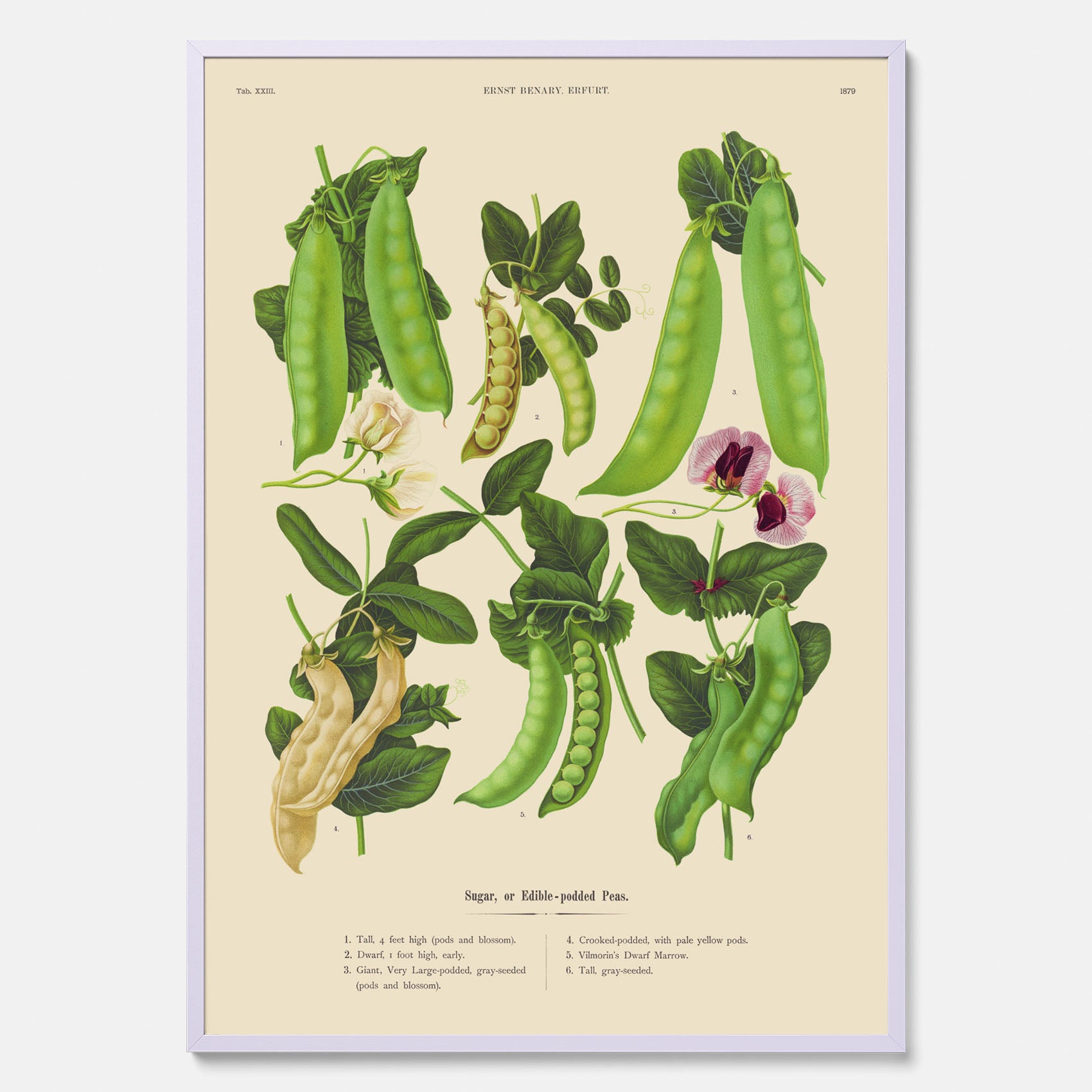 Kökstavla med sockerärtor – Plansch med grönsaker, sockerärtposter av Ernst Benary, botanisk tavla, tavla med sockerärtor, skolposter, köksposter, poster till kök