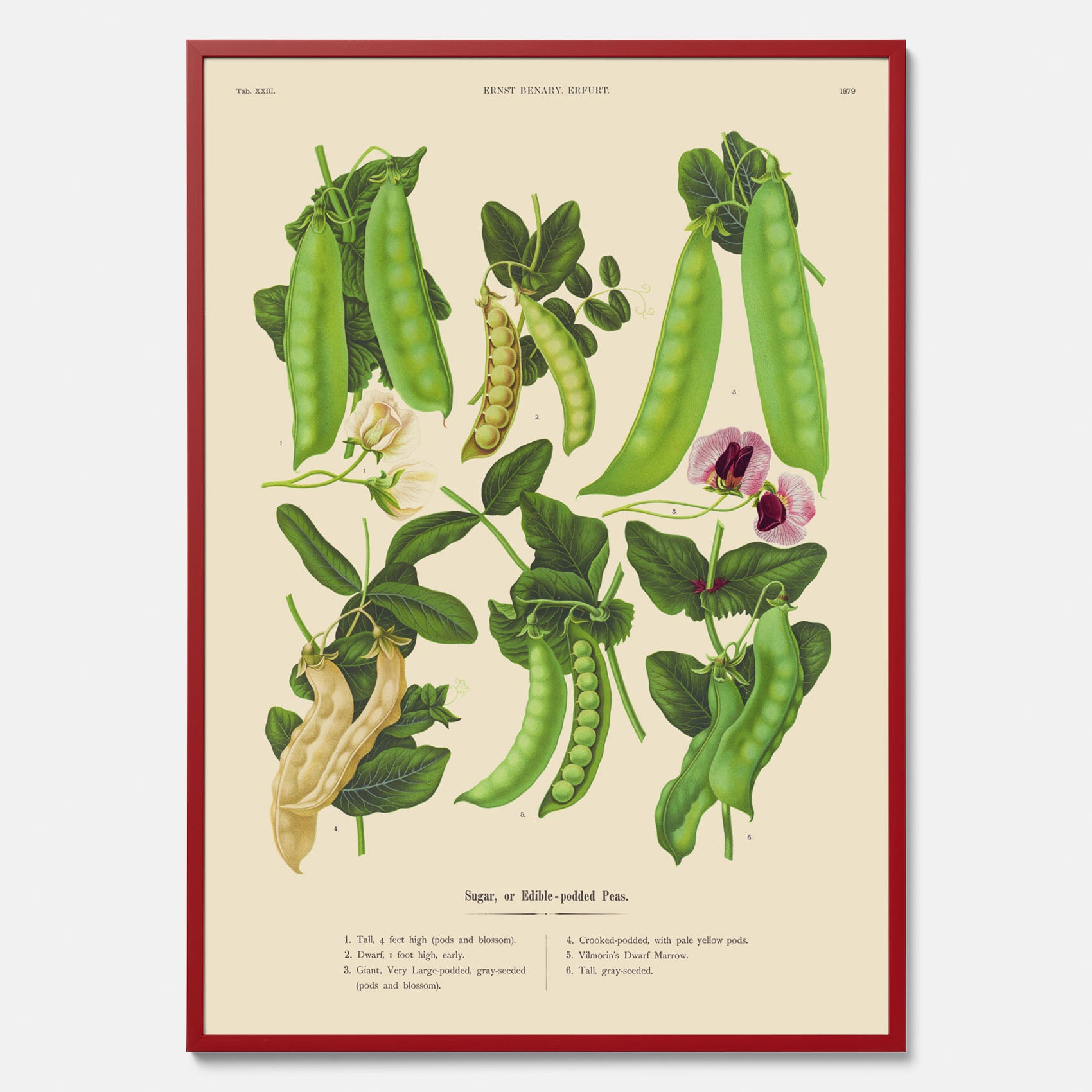 Kökstavla med sockerärtor – Plansch med grönsaker, sockerärtposter av Ernst Benary, botanisk tavla, tavla med sockerärtor, skolposter, köksposter, poster till kök