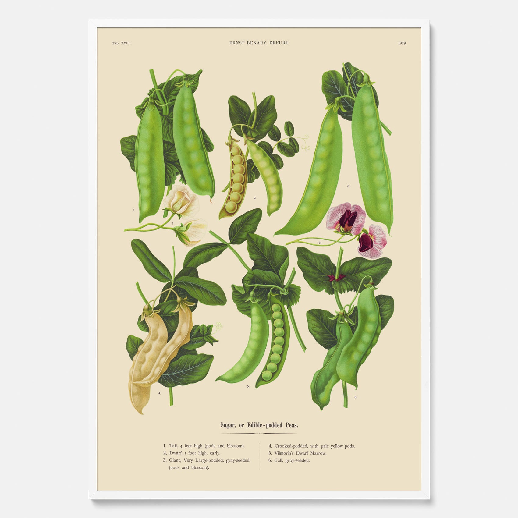 Kökstavla med sockerärtor – Plansch med grönsaker, sockerärtposter av Ernst Benary, botanisk tavla, tavla med sockerärtor, skolposter, köksposter, poster till kök