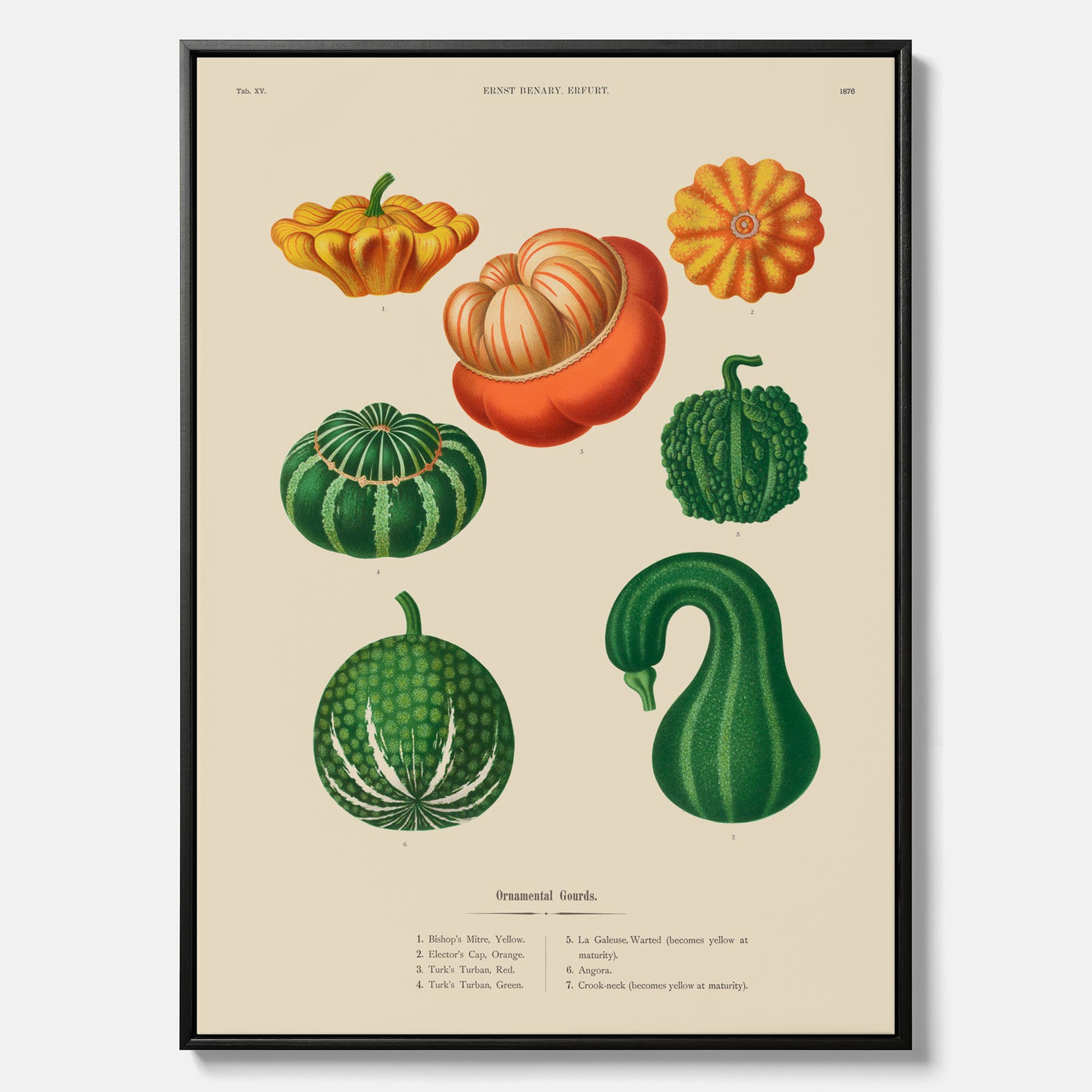 Kökstavla med pumpor poster – Canvastavla med prydnadspumpor, pumpaposter av Ernst Benary, pumpor-tavla, tavla med pumpor, skolposter, köksposter, poster till kök