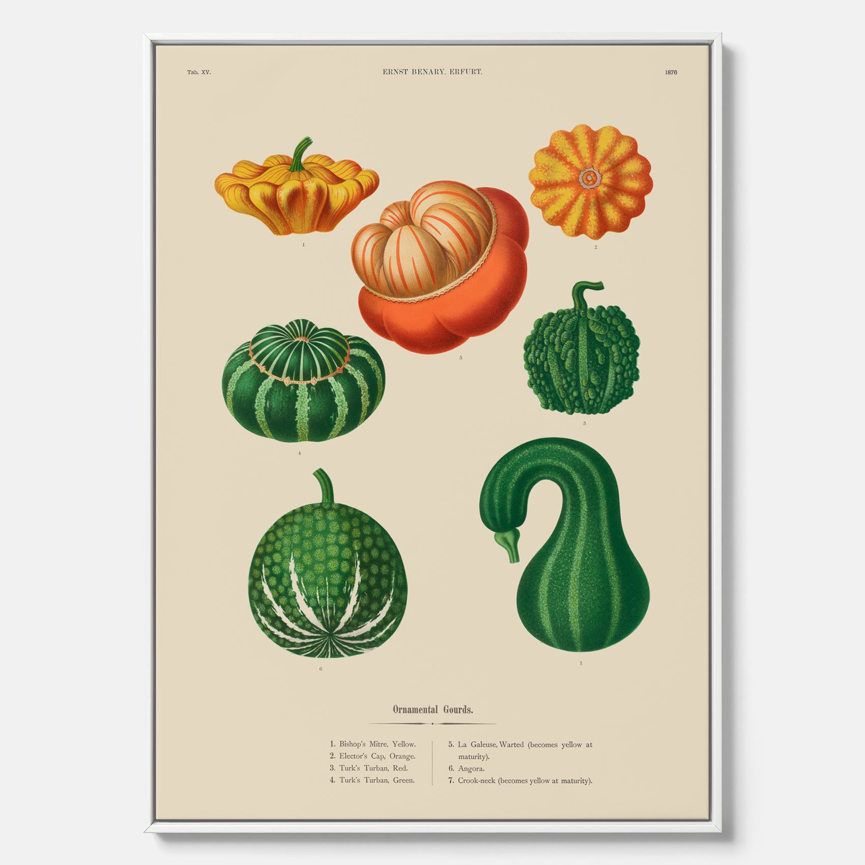 Kökstavla med pumpor poster – Canvastavla med prydnadspumpor, pumpaposter av Ernst Benary, pumpor-tavla, tavla med pumpor, skolposter, köksposter, poster till kök