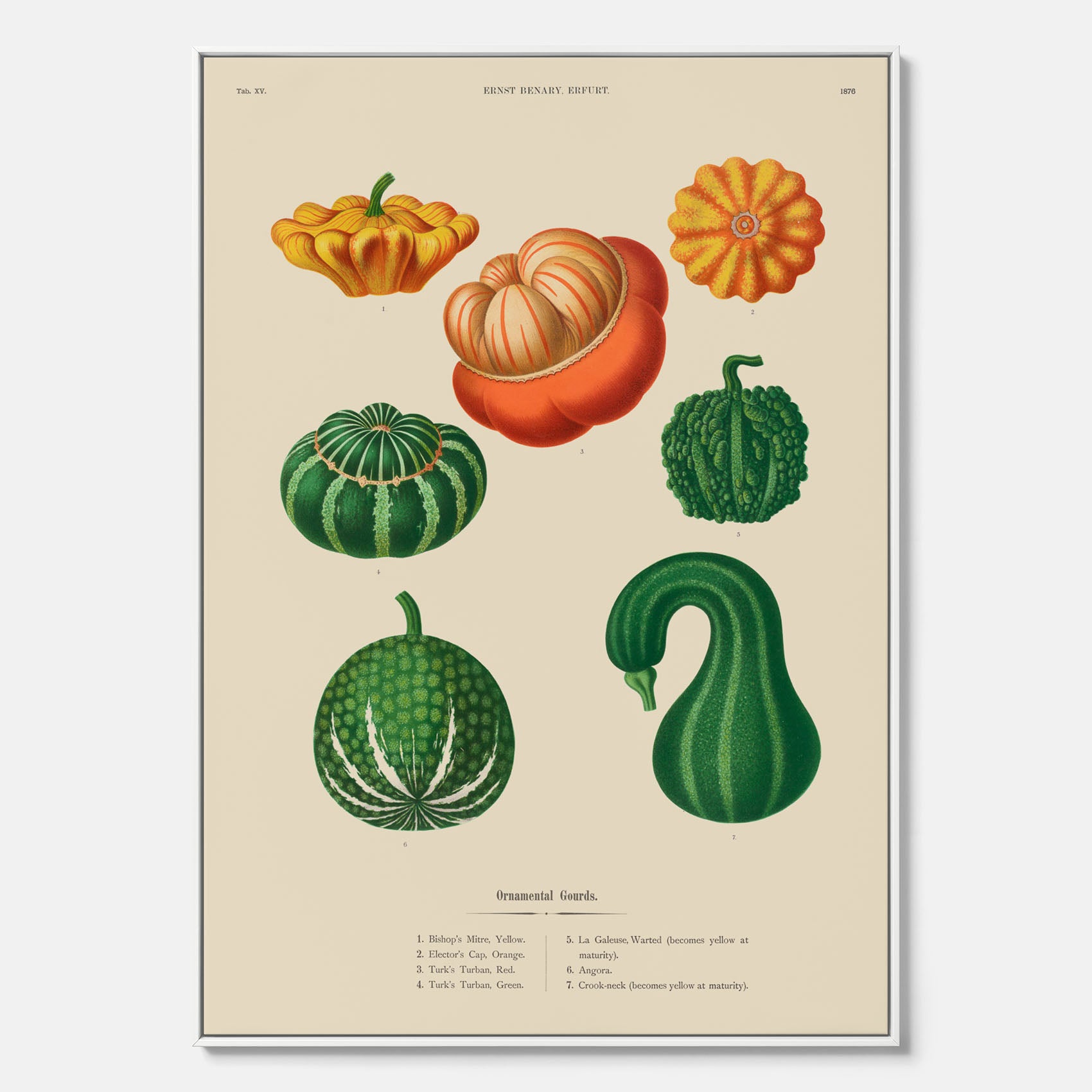 Kökstavla med pumpor poster – Canvastavla med prydnadspumpor, pumpaposter av Ernst Benary, pumpor-tavla, tavla med pumpor, skolposter, köksposter, poster till kök