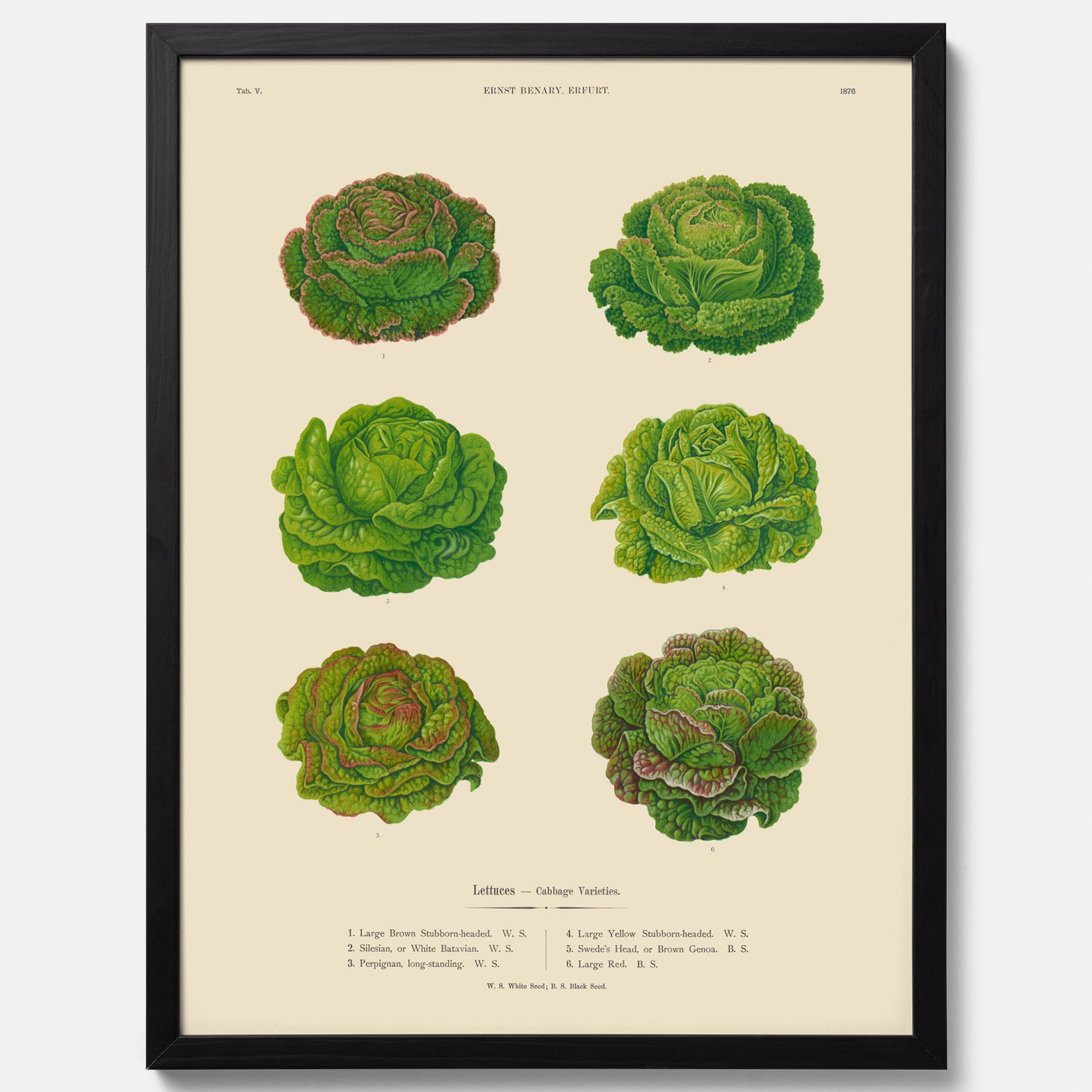 Kökstavla med Sallad poster – Plansch med salladshuvuden, salladposter av Ernst Benary, salladstavla, tavla med salladshuvuden, skolposter, köksposter, poster till kök