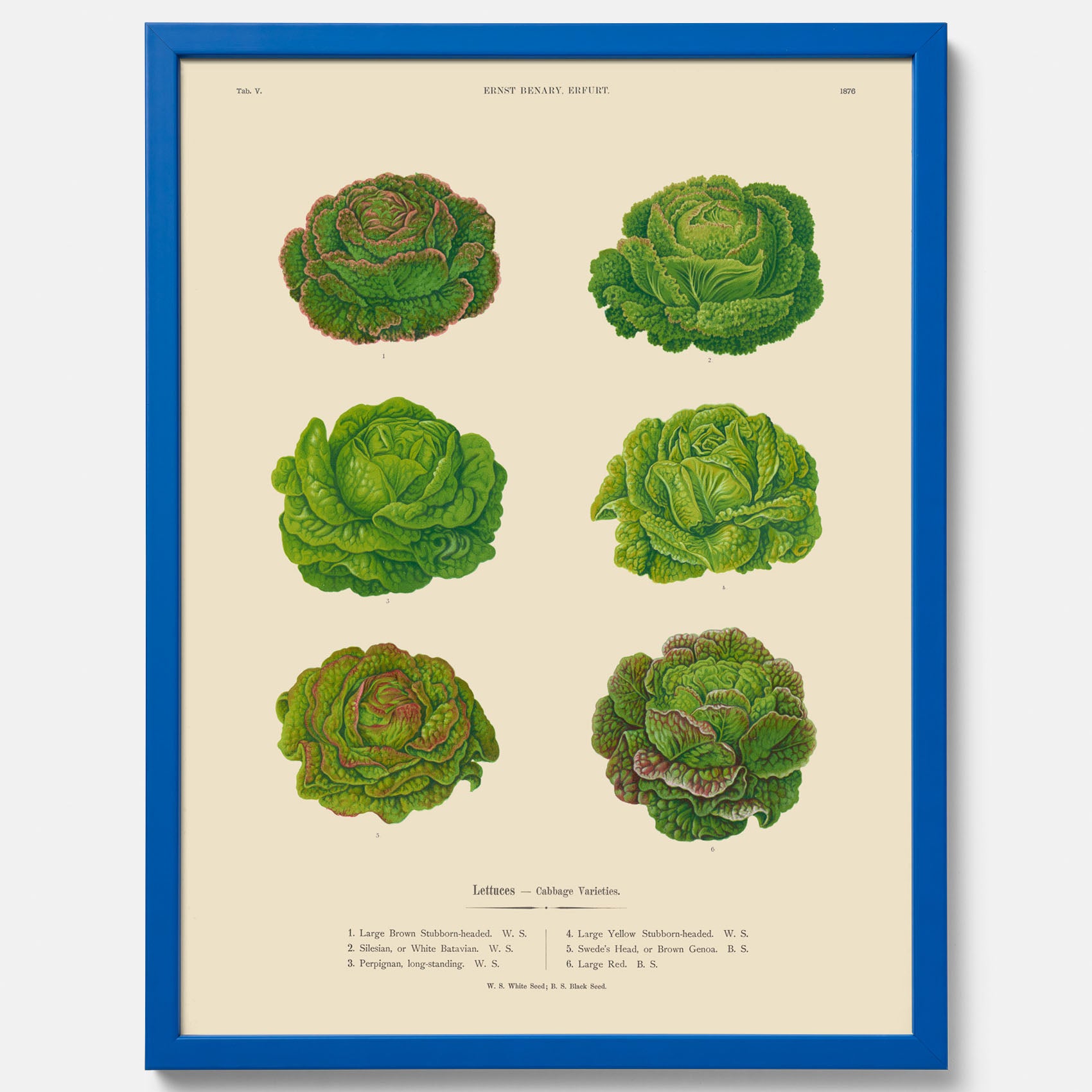 Kökstavla med Sallad poster – Plansch med salladshuvuden, salladposter av Ernst Benary, salladstavla, tavla med salladshuvuden, skolposter, köksposter, poster till kök