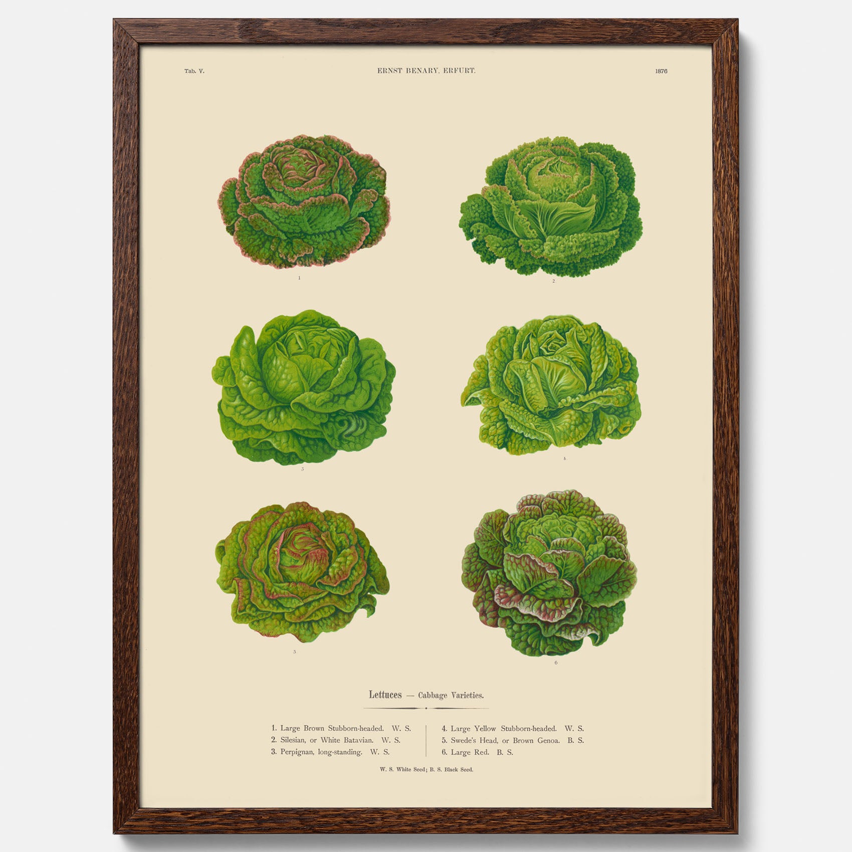 Kökstavla med Sallad poster – Plansch med salladshuvuden, salladposter av Ernst Benary, salladstavla, tavla med salladshuvuden, skolposter, köksposter, poster till kök