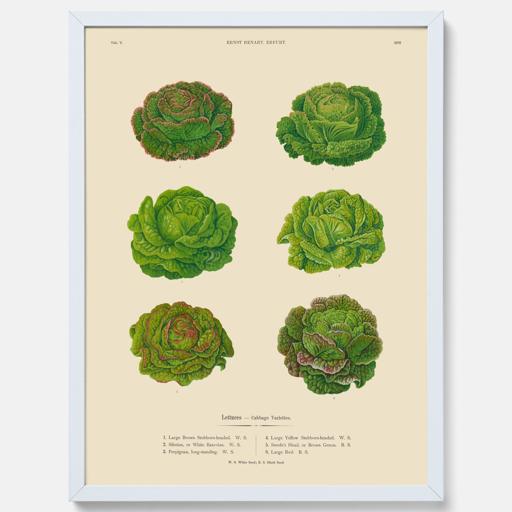 Kökstavla med Sallad poster – Plansch med salladshuvuden, salladposter av Ernst Benary, salladstavla, tavla med salladshuvuden, skolposter, köksposter, poster till kök