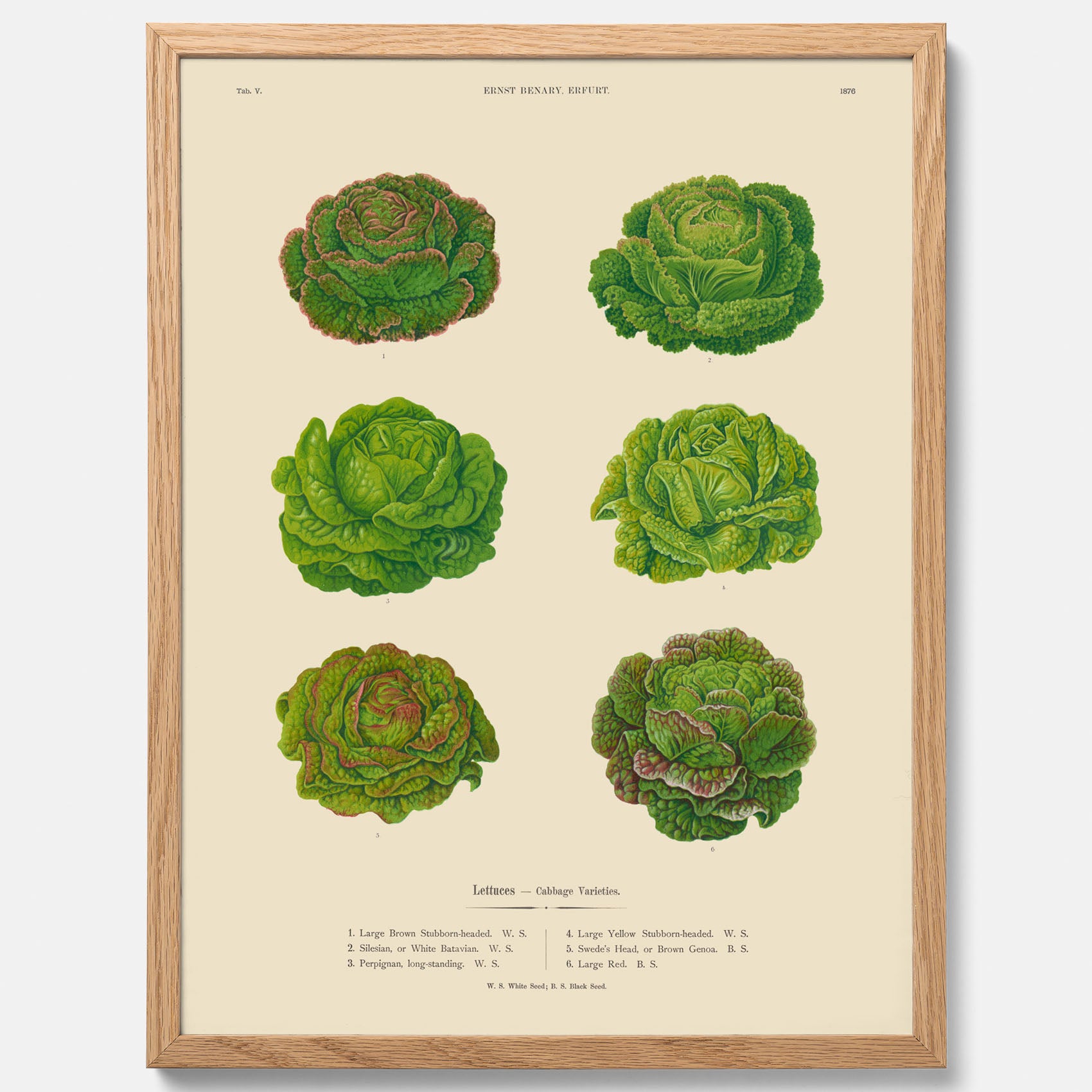 Kökstavla med Sallad poster – Plansch med salladshuvuden, salladposter av Ernst Benary, salladstavla, tavla med salladshuvuden, skolposter, köksposter, poster till kök