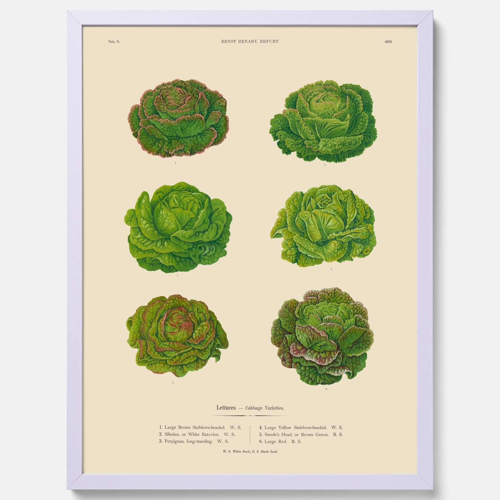 Kökstavla med Sallad poster – Plansch med salladshuvuden, salladposter av Ernst Benary, salladstavla, tavla med salladshuvuden, skolposter, köksposter, poster till kök