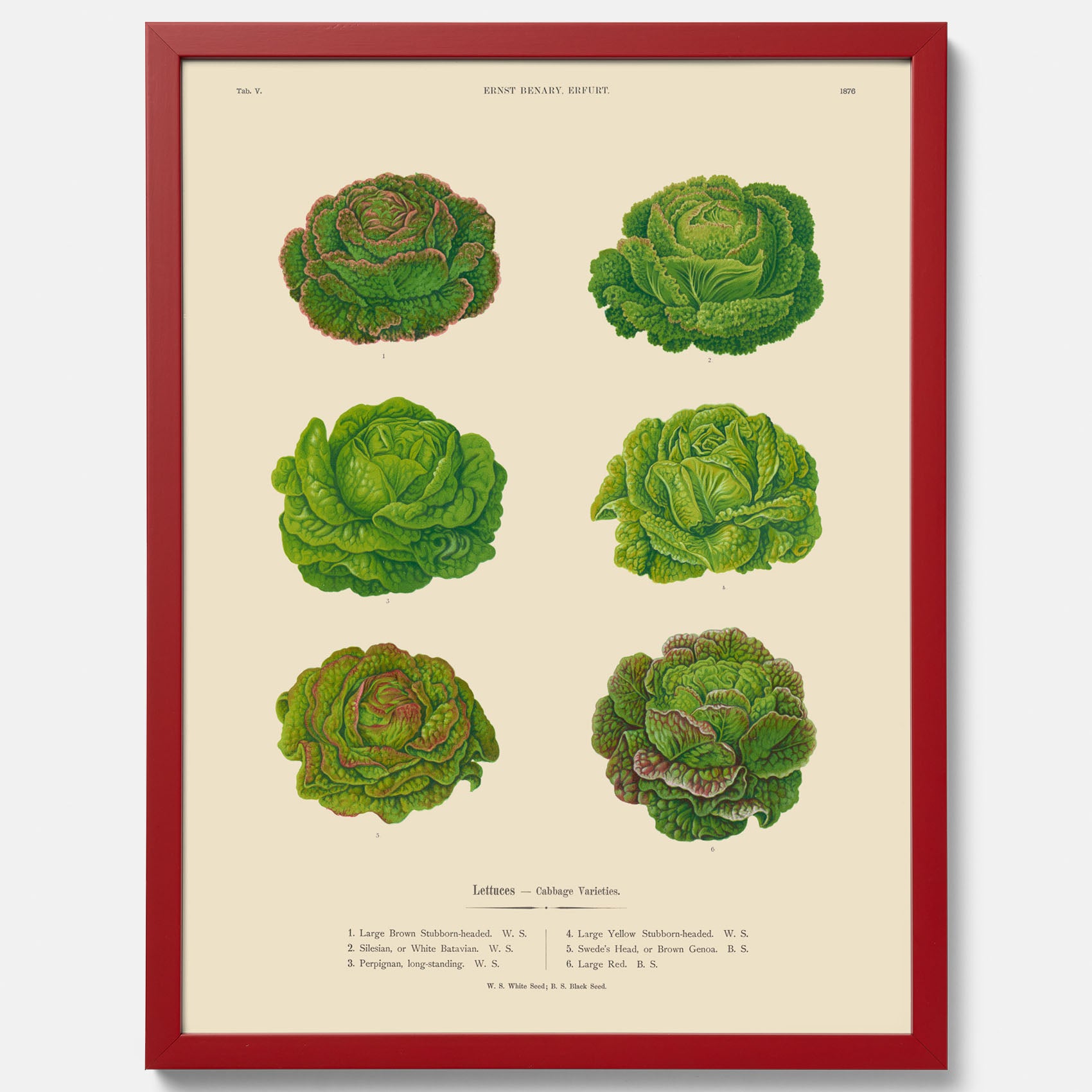 Kökstavla med Sallad poster – Plansch med salladshuvuden, salladposter av Ernst Benary, salladstavla, tavla med salladshuvuden, skolposter, köksposter, poster till kök