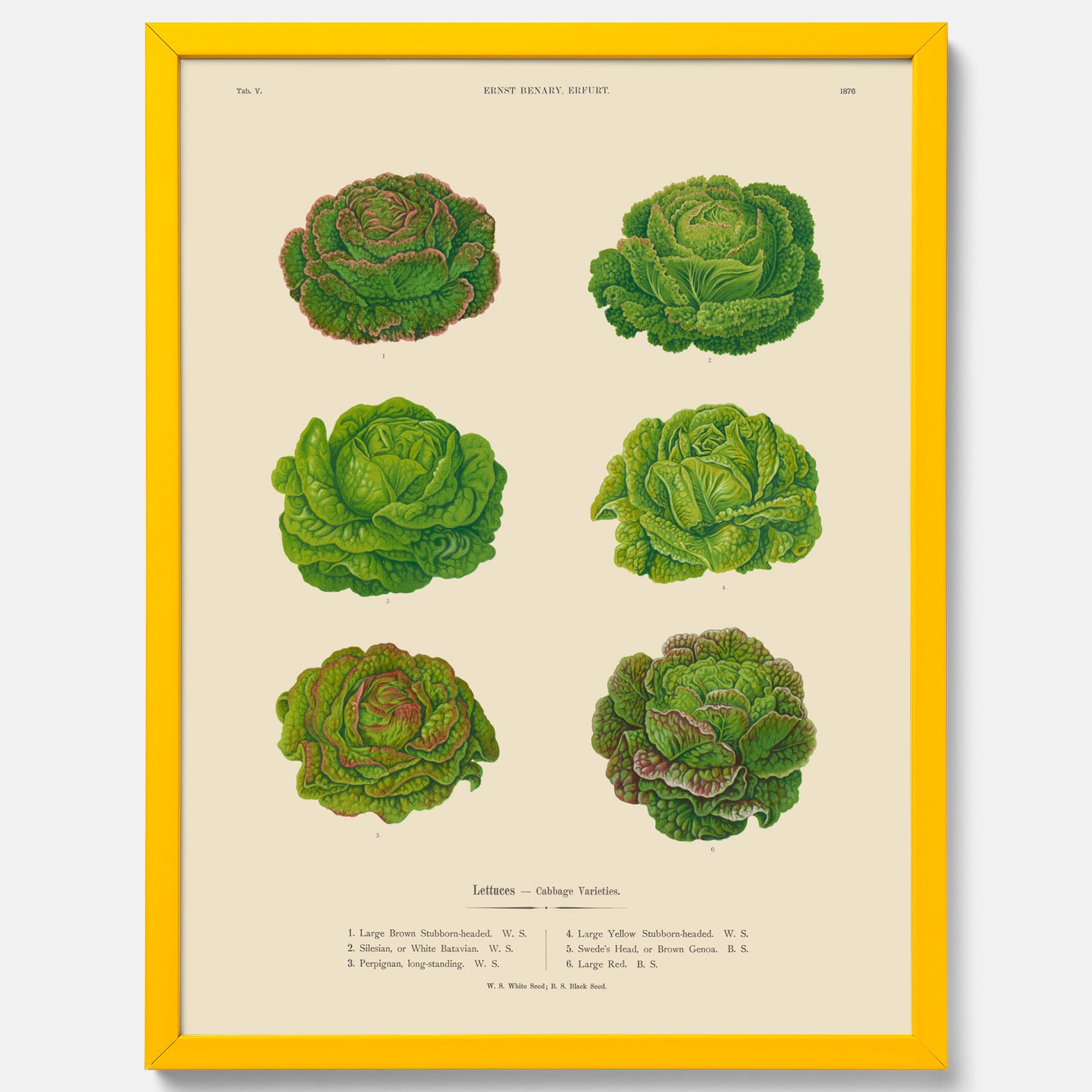 Kökstavla med Sallad poster – Plansch med salladshuvuden, salladposter av Ernst Benary, salladstavla, tavla med salladshuvuden, skolposter, köksposter, poster till kök