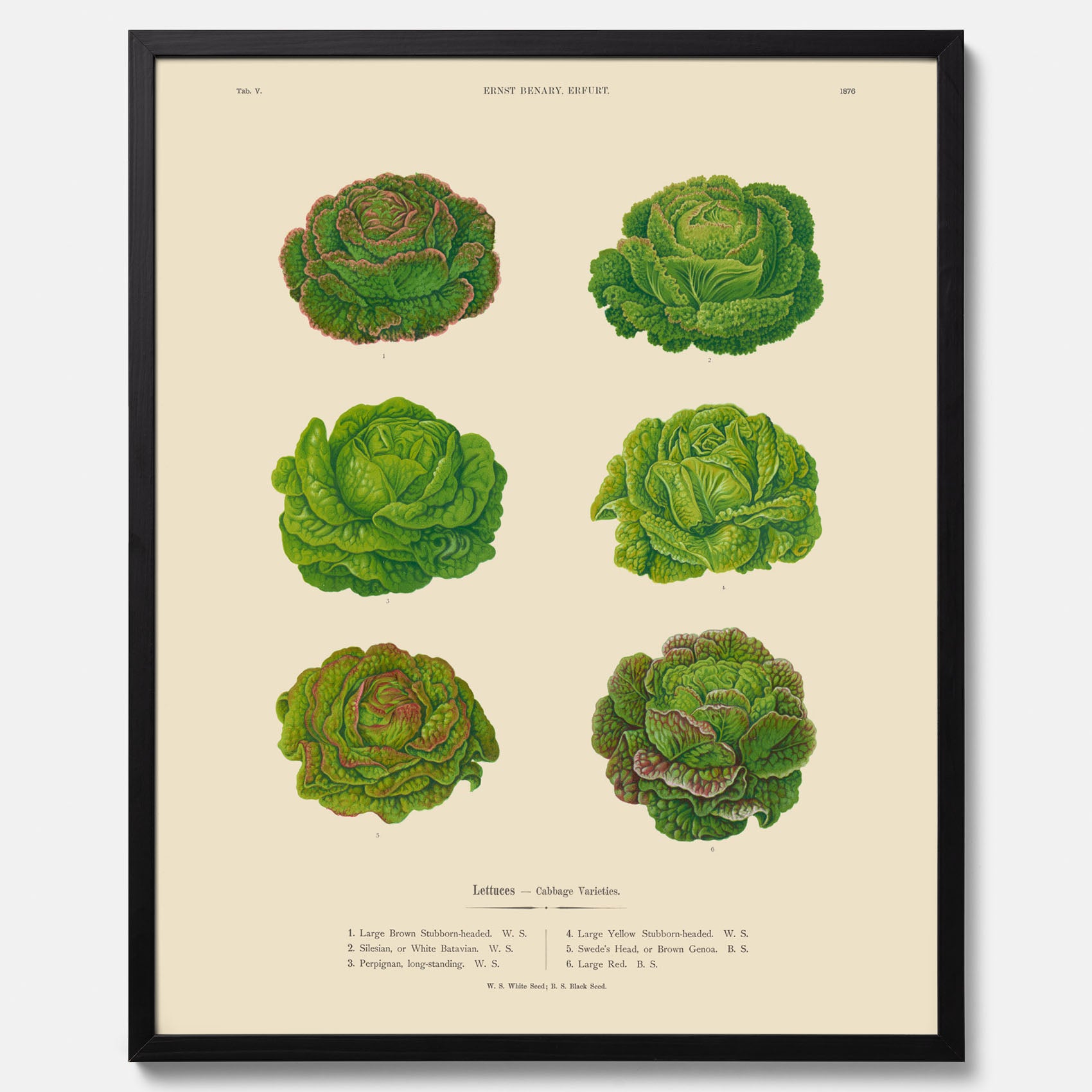 Kökstavla med Sallad poster – Plansch med salladshuvuden, salladposter av Ernst Benary, salladstavla, tavla med salladshuvuden, skolposter, köksposter, poster till kök