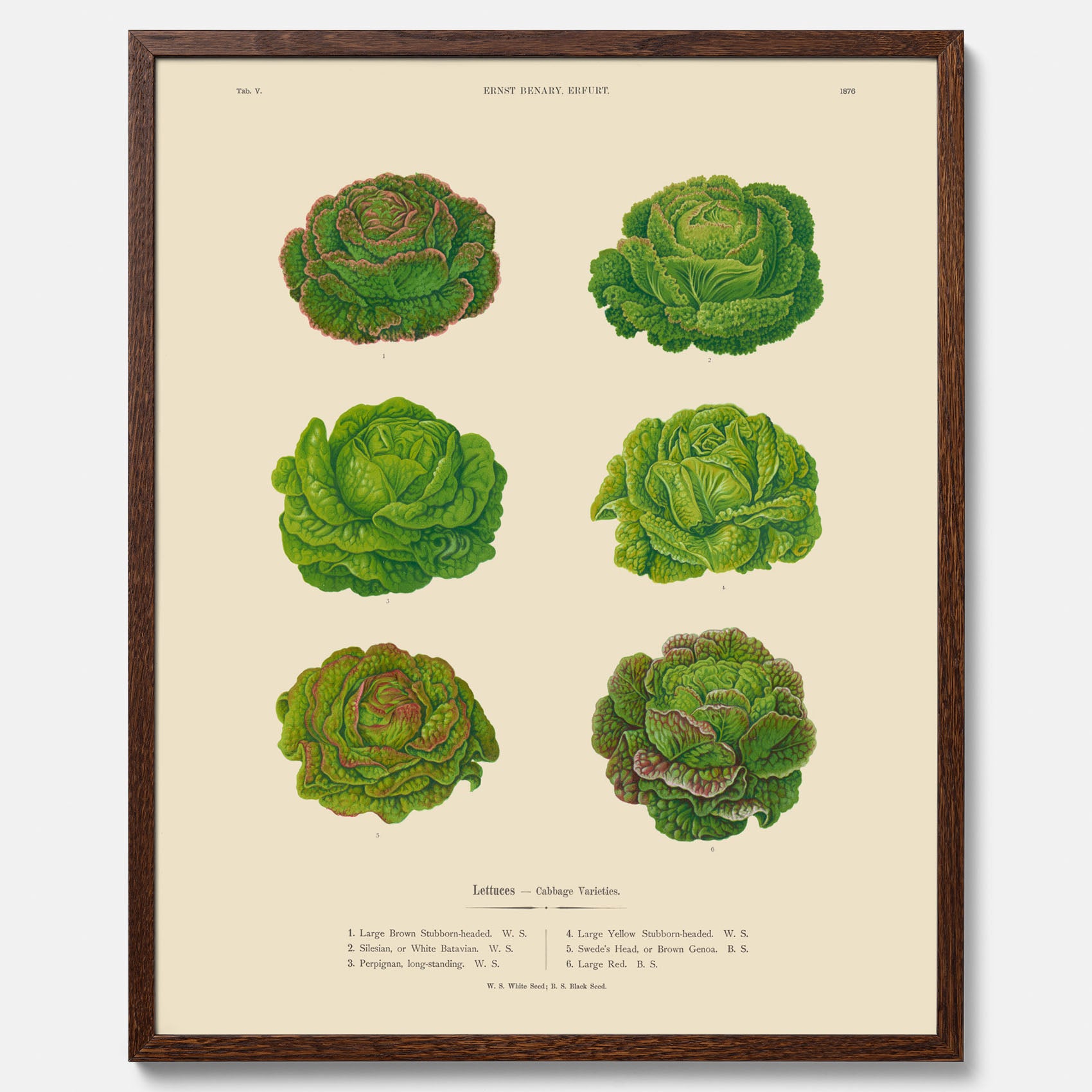 Kökstavla med Sallad poster – Plansch med salladshuvuden, salladposter av Ernst Benary, salladstavla, tavla med salladshuvuden, skolposter, köksposter, poster till kök