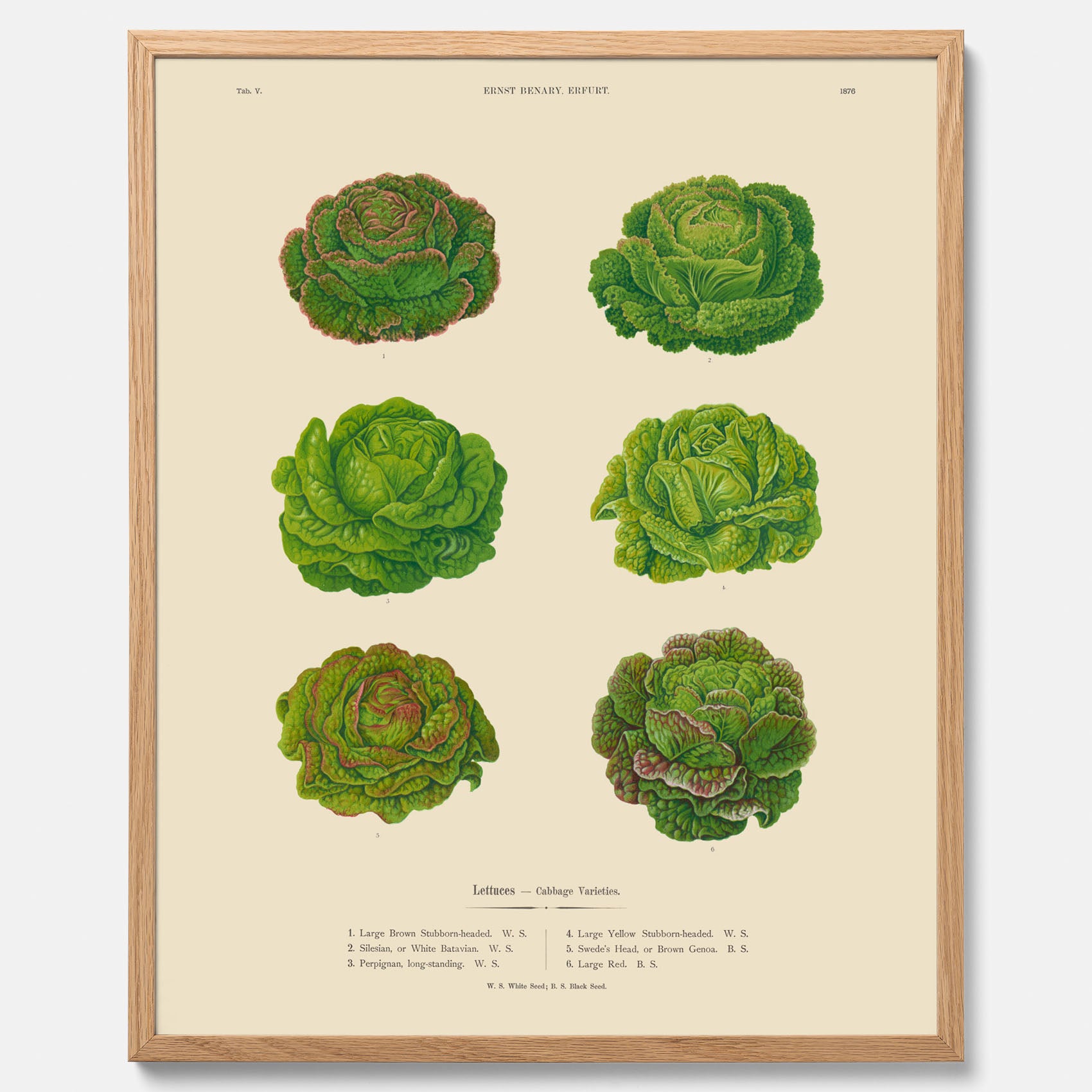 Kökstavla med Sallad poster – Plansch med salladshuvuden, salladposter av Ernst Benary, salladstavla, tavla med salladshuvuden, skolposter, köksposter, poster till kök