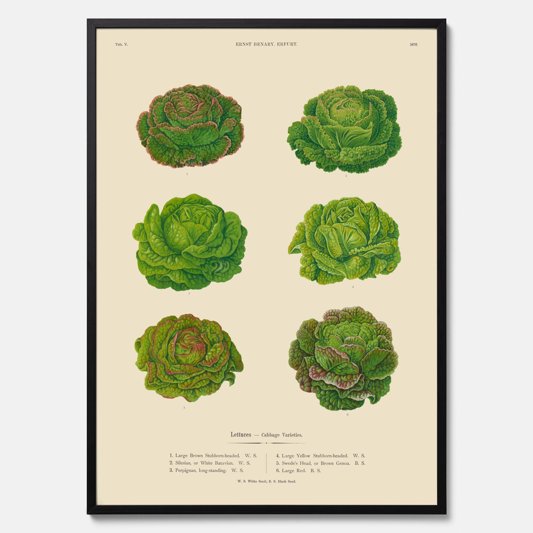 Kökstavla med Sallad poster – Plansch med salladshuvuden, salladposter av Ernst Benary, salladstavla, tavla med salladshuvuden, skolposter, köksposter, poster till kök
