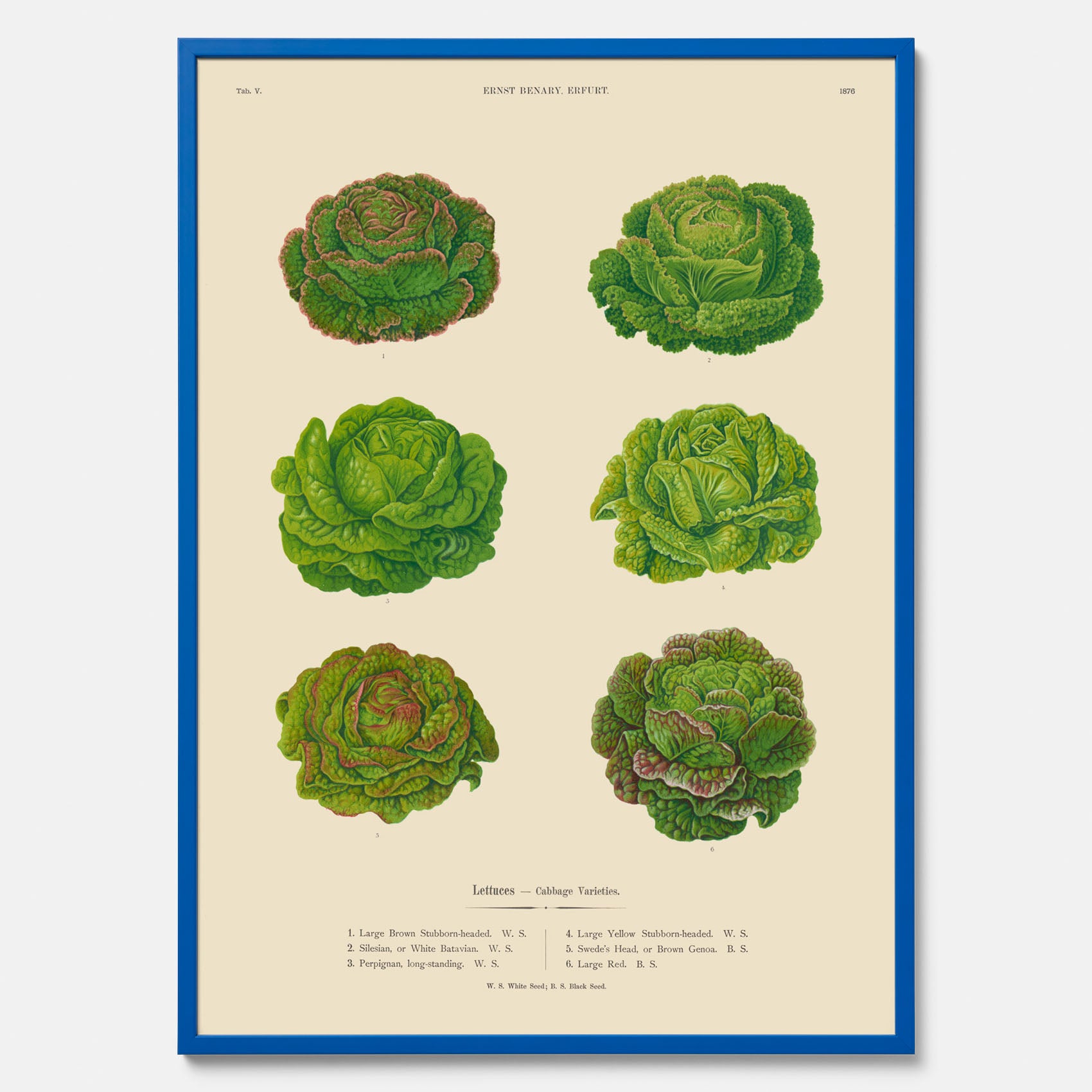 Kökstavla med Sallad poster – Plansch med salladshuvuden, salladposter av Ernst Benary, salladstavla, tavla med salladshuvuden, skolposter, köksposter, poster till kök