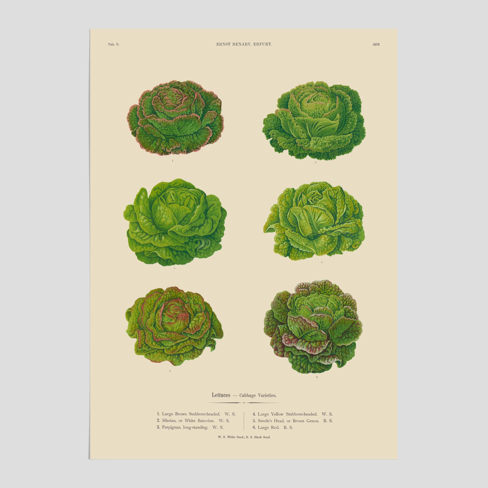 Kökstavla med Sallad poster – Plansch med salladshuvuden, salladposter av Ernst Benary, salladstavla, tavla med salladshuvuden, skolposter, köksposter, poster till kök