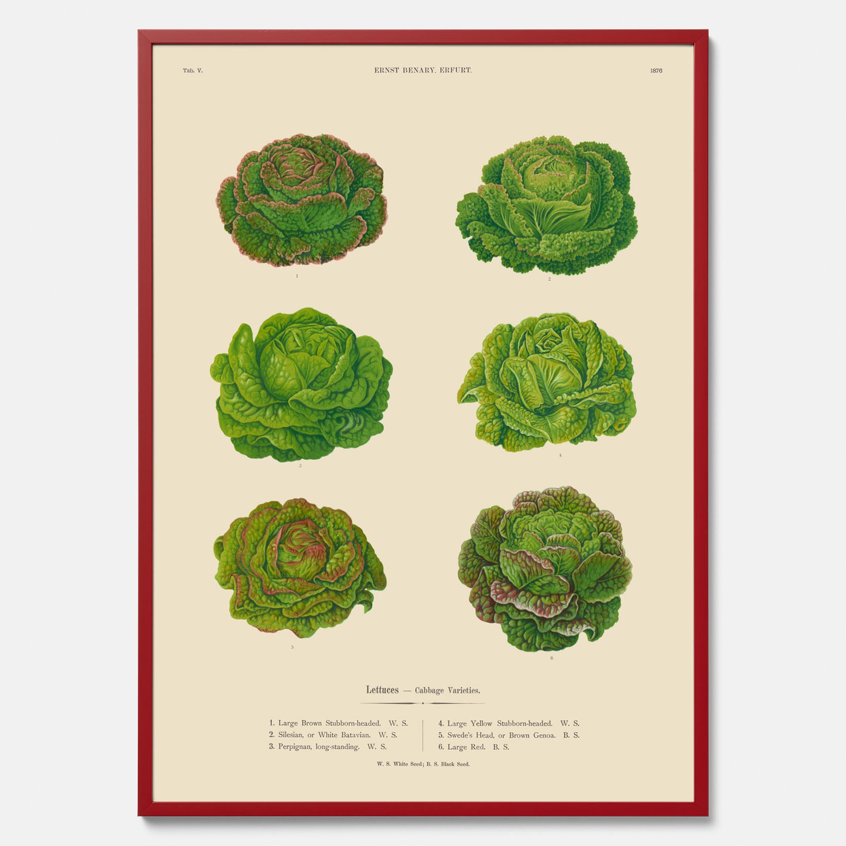 Kökstavla med Sallad poster – Plansch med salladshuvuden, salladposter av Ernst Benary, salladstavla, tavla med salladshuvuden, skolposter, köksposter, poster till kök