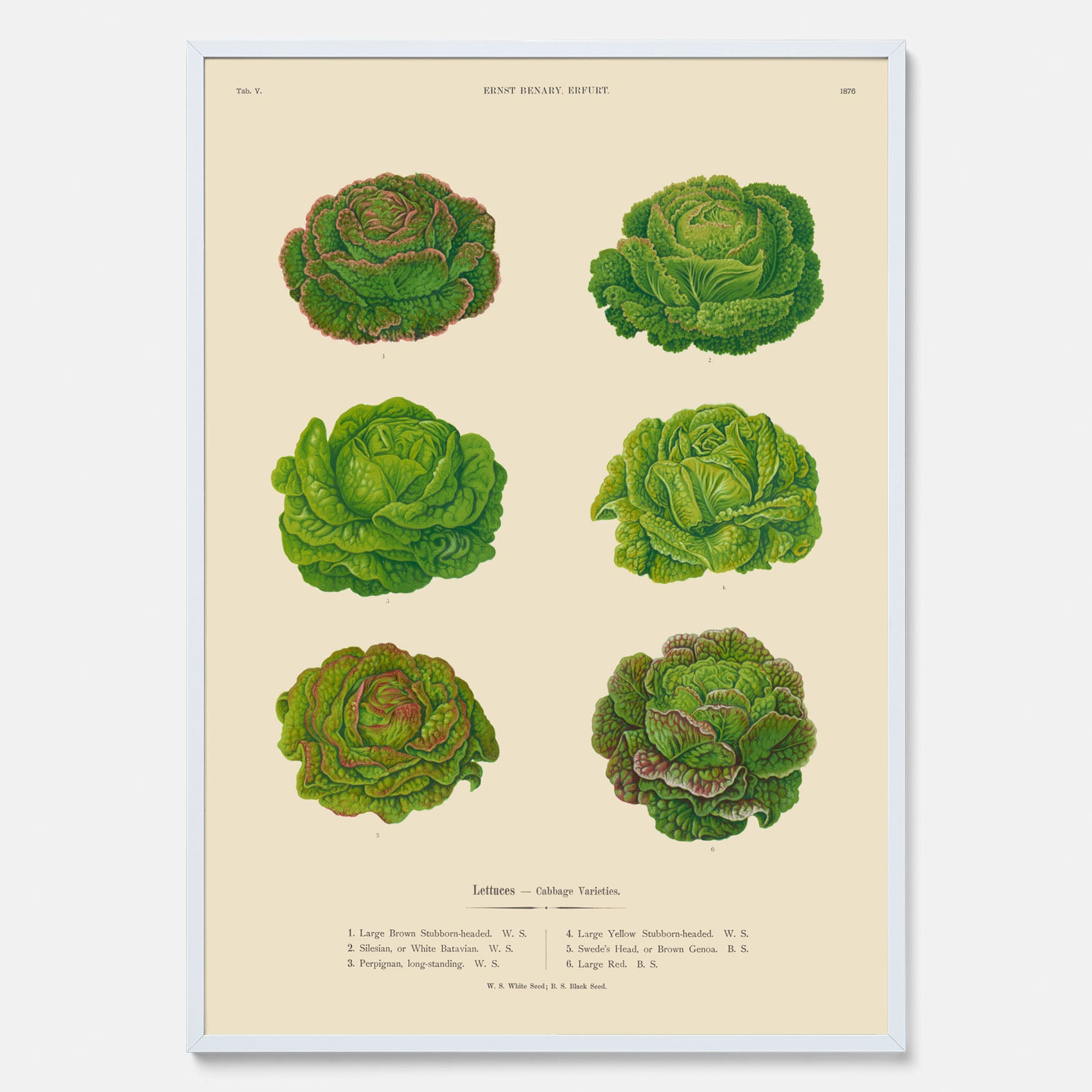 Kökstavla med Sallad poster – Plansch med salladshuvuden, salladposter av Ernst Benary, salladstavla, tavla med salladshuvuden, skolposter, köksposter, poster till kök