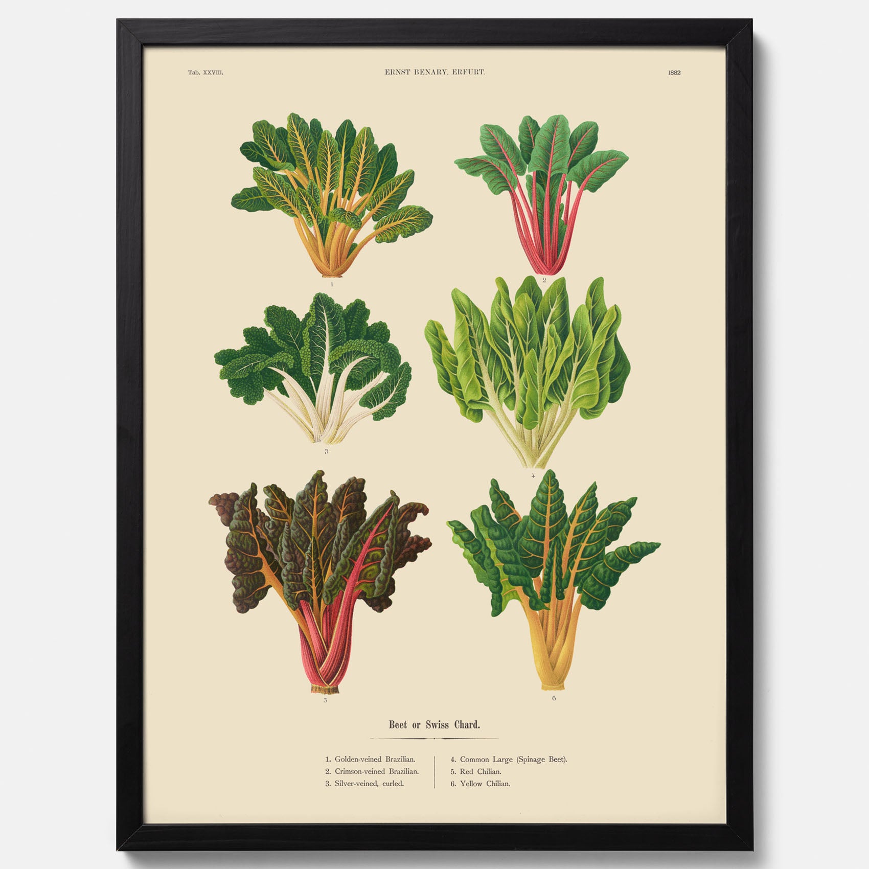 Kökstavla med mangold poster – Plansch med mangold, mangoldposter av Ernst Benary, mangoldtavla, tavla med mangold, skolposter, köksposter, poster till kök