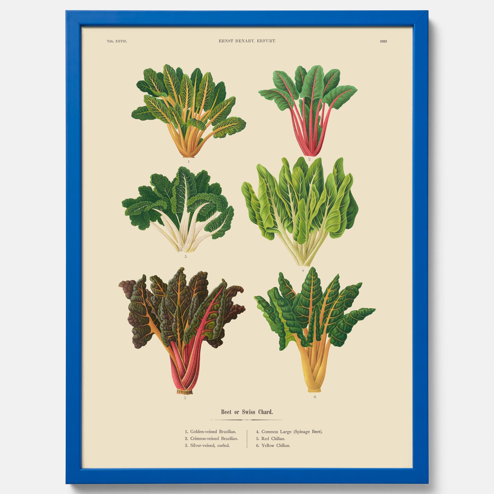 Kökstavla med mangold poster – Plansch med mangold, mangoldposter av Ernst Benary, mangoldtavla, tavla med mangold, skolposter, köksposter, poster till kök