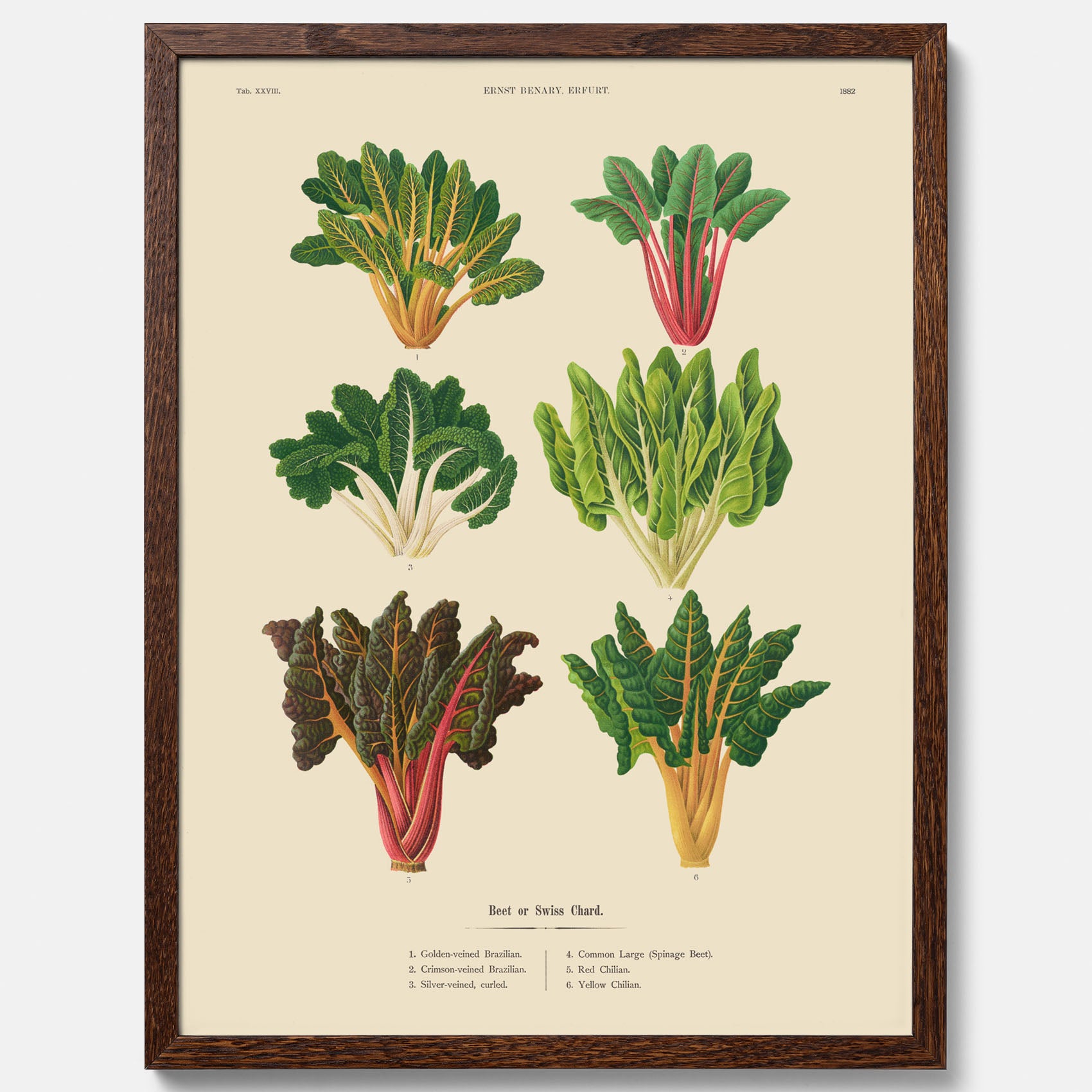 Kökstavla med mangold poster – Plansch med mangold, mangoldposter av Ernst Benary, mangoldtavla, tavla med mangold, skolposter, köksposter, poster till kök