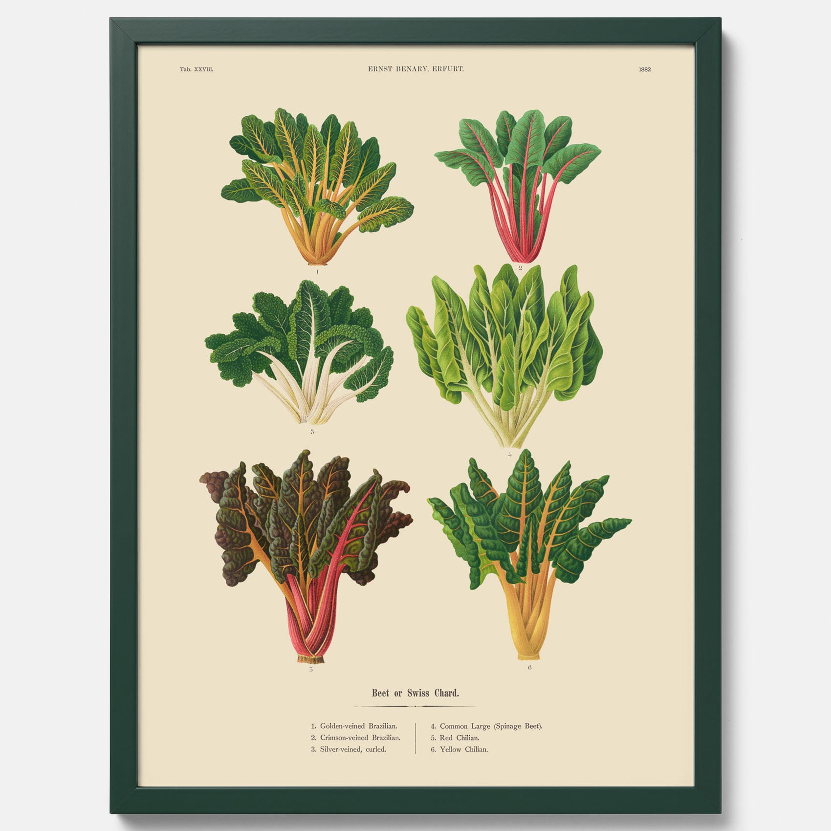 Kökstavla med mangold poster – Plansch med mangold, mangoldposter av Ernst Benary, mangoldtavla, tavla med mangold, skolposter, köksposter, poster till kök