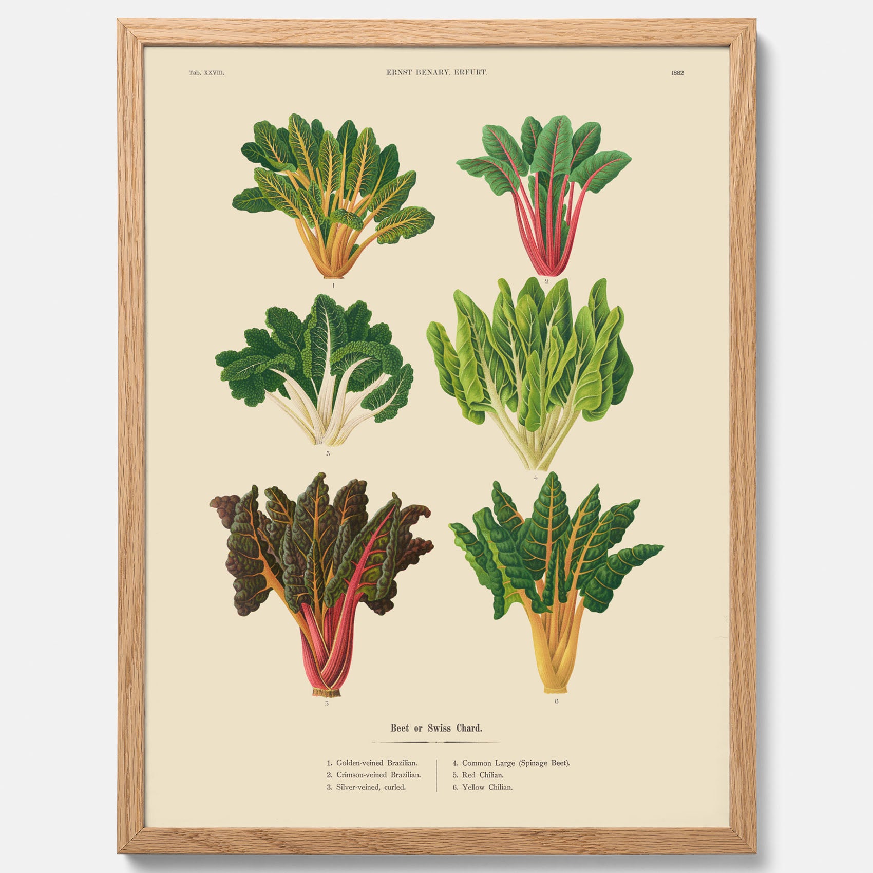 Kökstavla med mangold poster – Plansch med mangold, mangoldposter av Ernst Benary, mangoldtavla, tavla med mangold, skolposter, köksposter, poster till kök