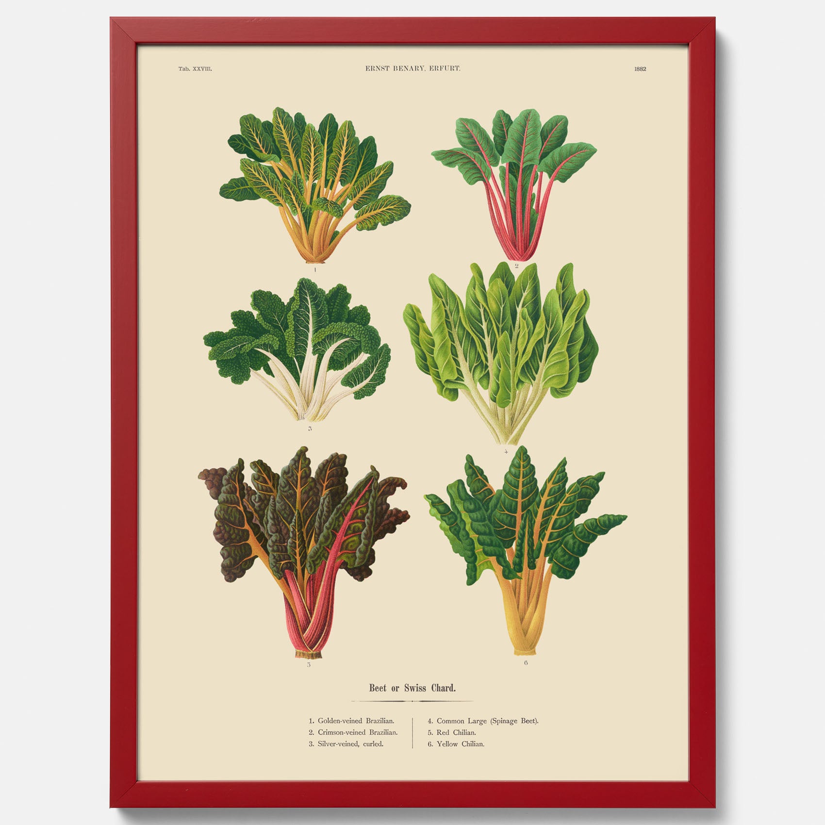 Kökstavla med mangold poster – Plansch med mangold, mangoldposter av Ernst Benary, mangoldtavla, tavla med mangold, skolposter, köksposter, poster till kök