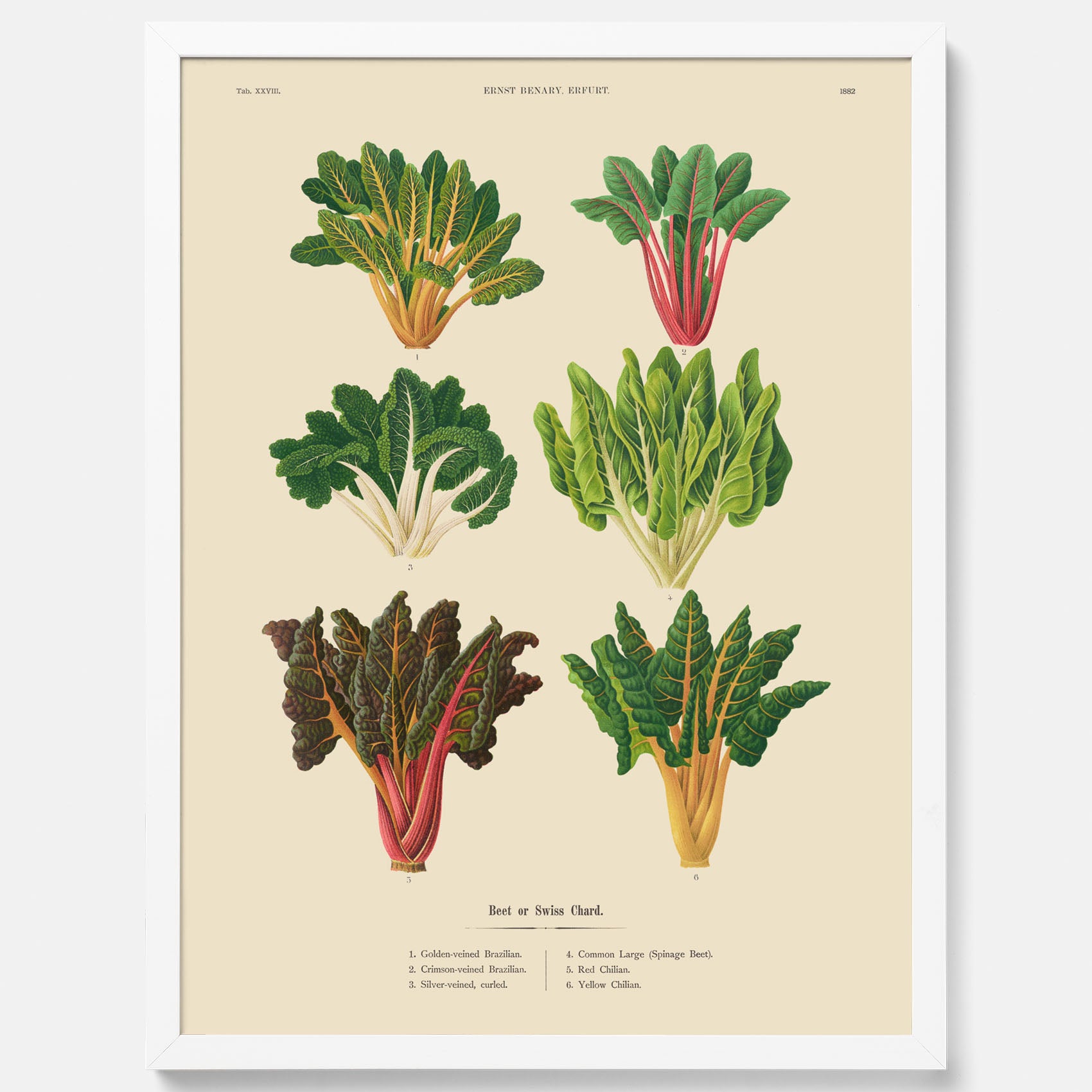 Kökstavla med mangold poster – Plansch med mangold, mangoldposter av Ernst Benary, mangoldtavla, tavla med mangold, skolposter, köksposter, poster till kök