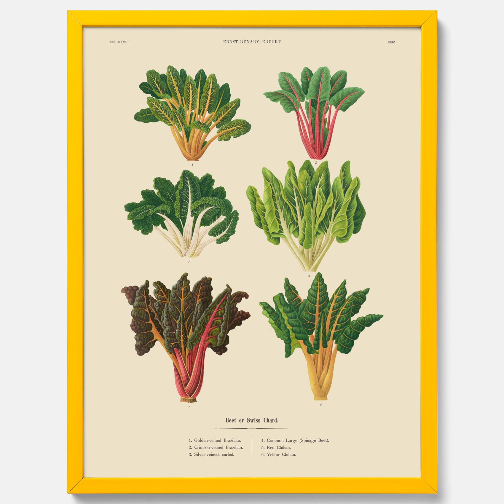 Kökstavla med mangold poster – Plansch med mangold, mangoldposter av Ernst Benary, mangoldtavla, tavla med mangold, skolposter, köksposter, poster till kök