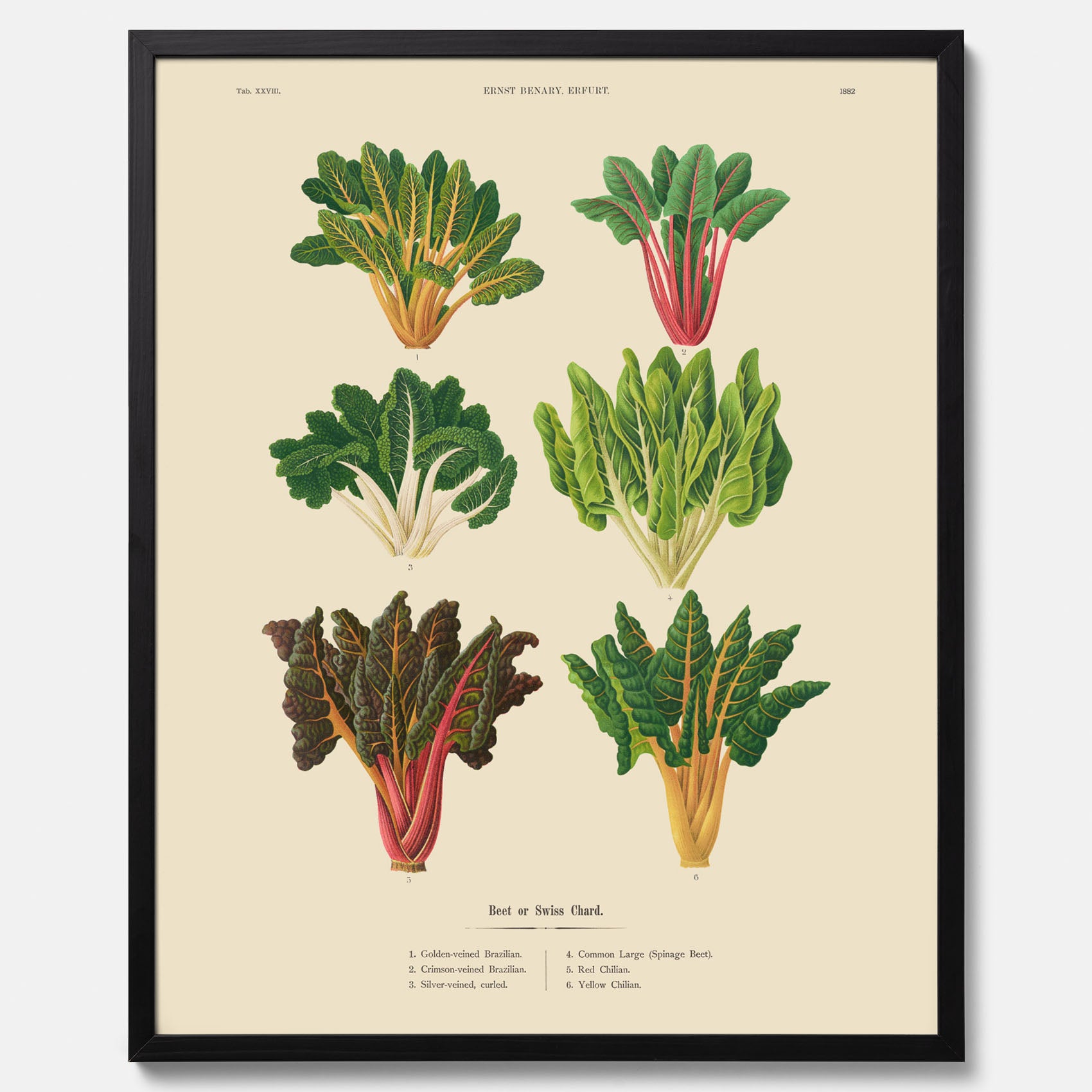 Kökstavla med mangold poster – Plansch med mangold, mangoldposter av Ernst Benary, mangoldtavla, tavla med mangold, skolposter, köksposter, poster till kök