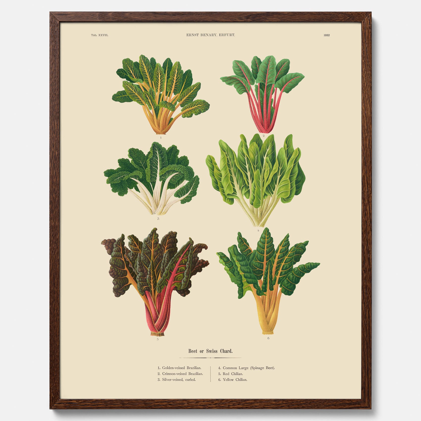 Kökstavla med mangold poster – Plansch med mangold, mangoldposter av Ernst Benary, mangoldtavla, tavla med mangold, skolposter, köksposter, poster till kök