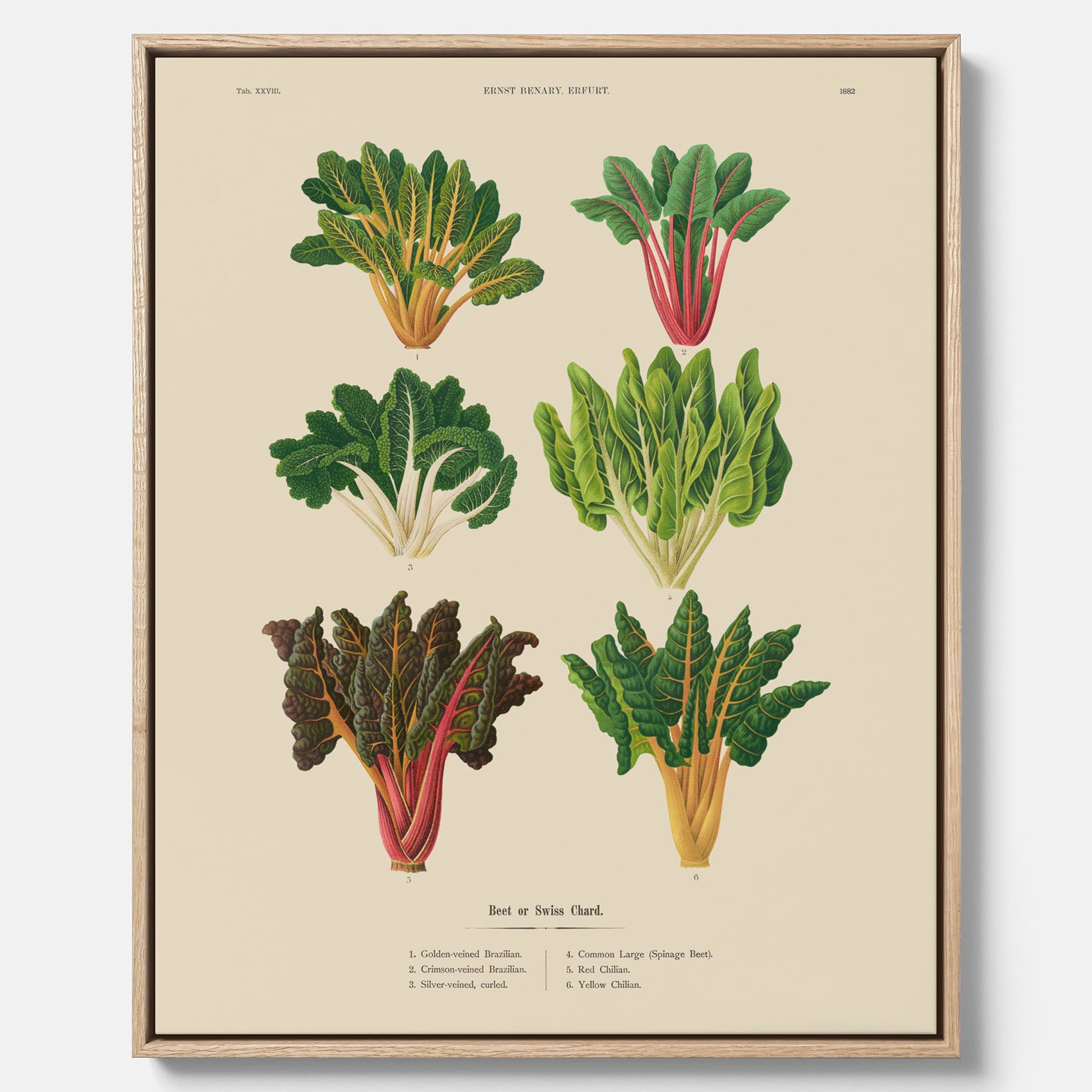 Kökstavla med mangold poster – Canvastavla med mangold, mangoldposter av Ernst Benary, mangoldtavla, tavla med mangold, skolposter, köksposter, poster till kök