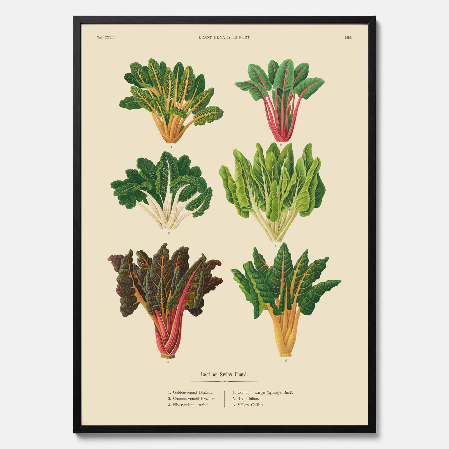 Kökstavla med mangold poster – Plansch med mangold, mangoldposter av Ernst Benary, mangoldtavla, tavla med mangold, skolposter, köksposter, poster till kök