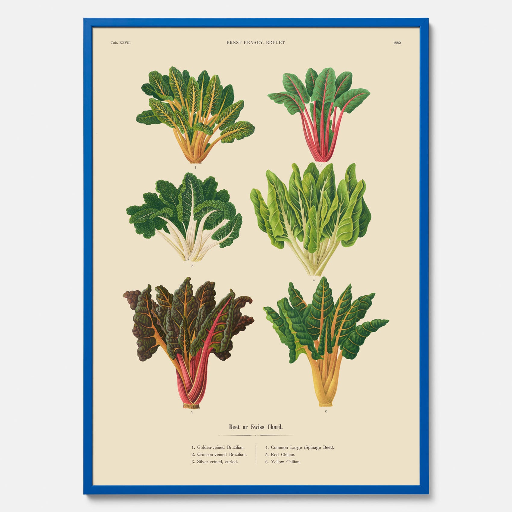 Kökstavla med mangold poster – Plansch med mangold, mangoldposter av Ernst Benary, mangoldtavla, tavla med mangold, skolposter, köksposter, poster till kök