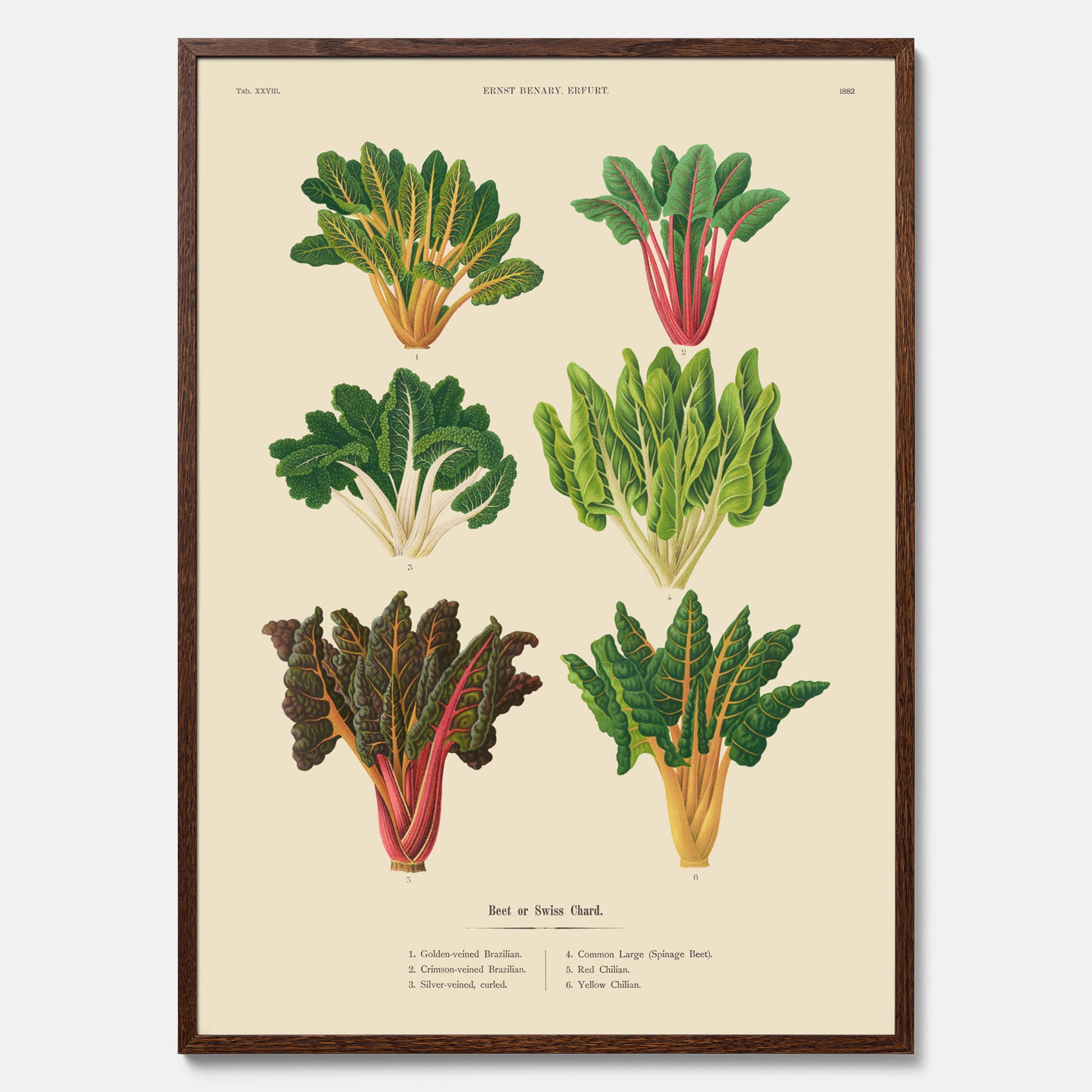 Kökstavla med mangold poster – Plansch med mangold, mangoldposter av Ernst Benary, mangoldtavla, tavla med mangold, skolposter, köksposter, poster till kök