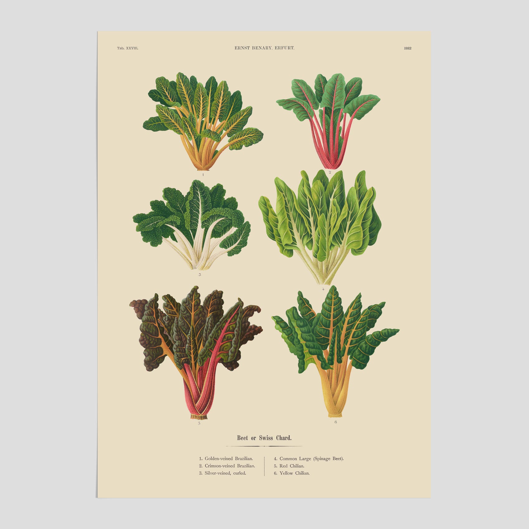 Kökstavla med mangold poster – Plansch med mangold, mangoldposter av Ernst Benary, mangoldtavla, tavla med mangold, skolposter, köksposter, poster till kök