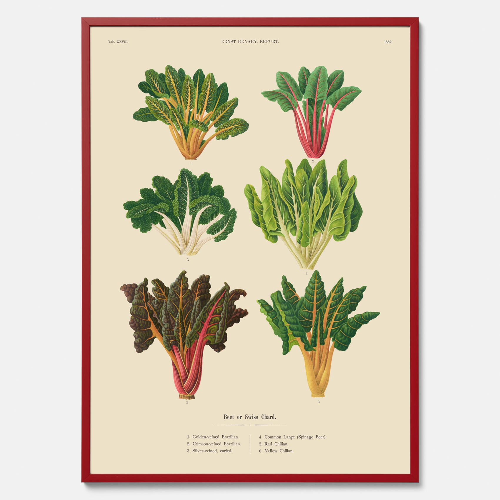 Kökstavla med mangold poster – Plansch med mangold, mangoldposter av Ernst Benary, mangoldtavla, tavla med mangold, skolposter, köksposter, poster till kök