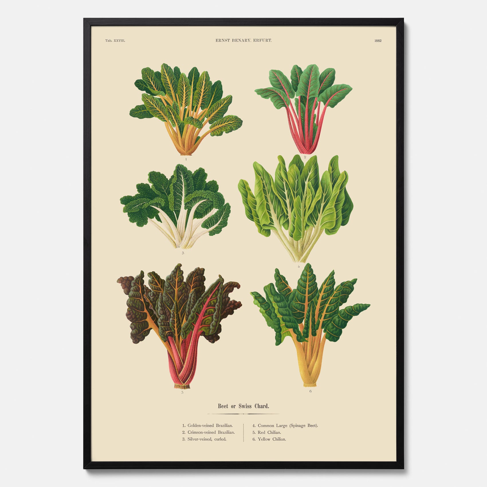 Kökstavla med mangold poster – Plansch med mangold, mangoldposter av Ernst Benary, mangoldtavla, tavla med mangold, skolposter, köksposter, poster till kök
