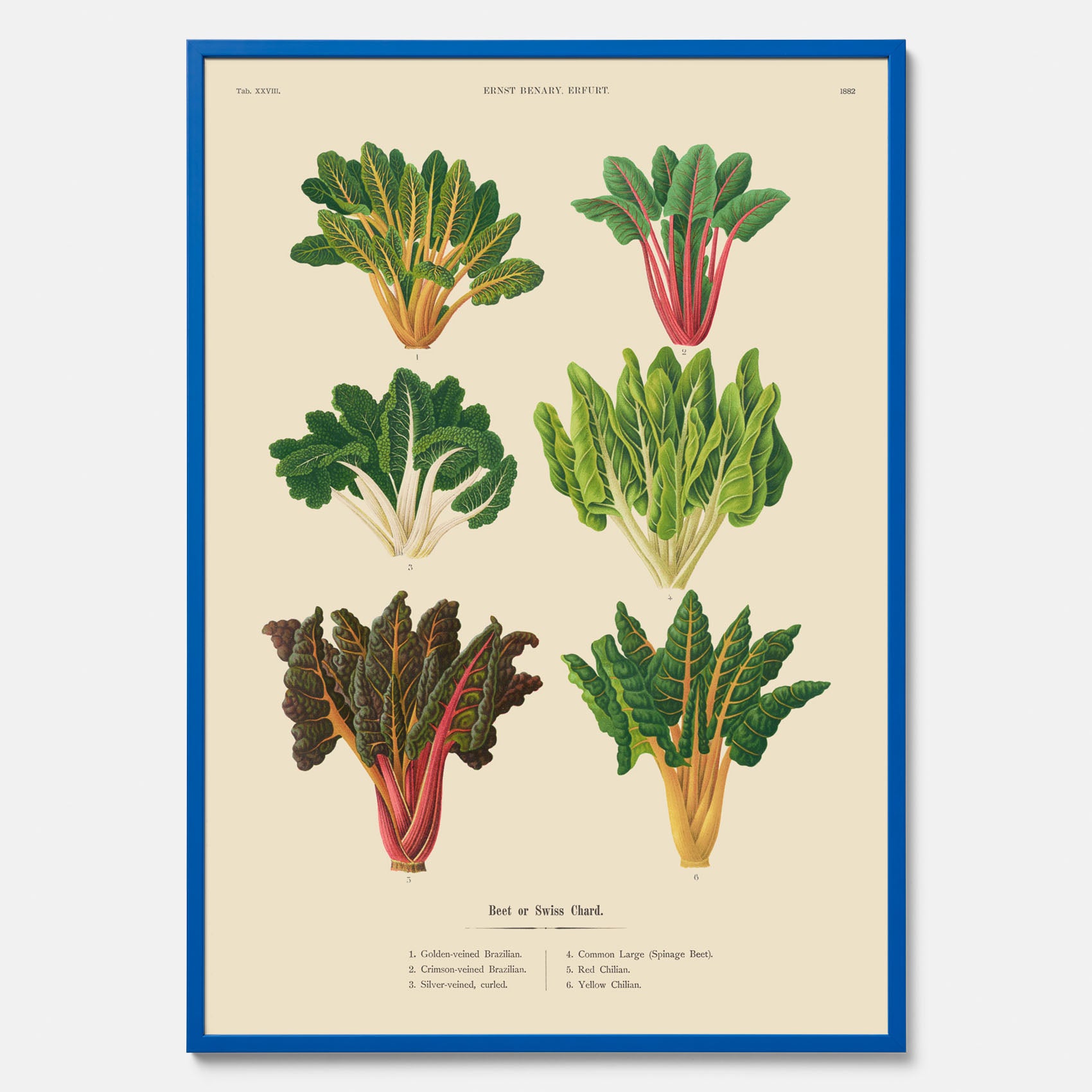 Kökstavla med mangold poster – Plansch med mangold, mangoldposter av Ernst Benary, mangoldtavla, tavla med mangold, skolposter, köksposter, poster till kök